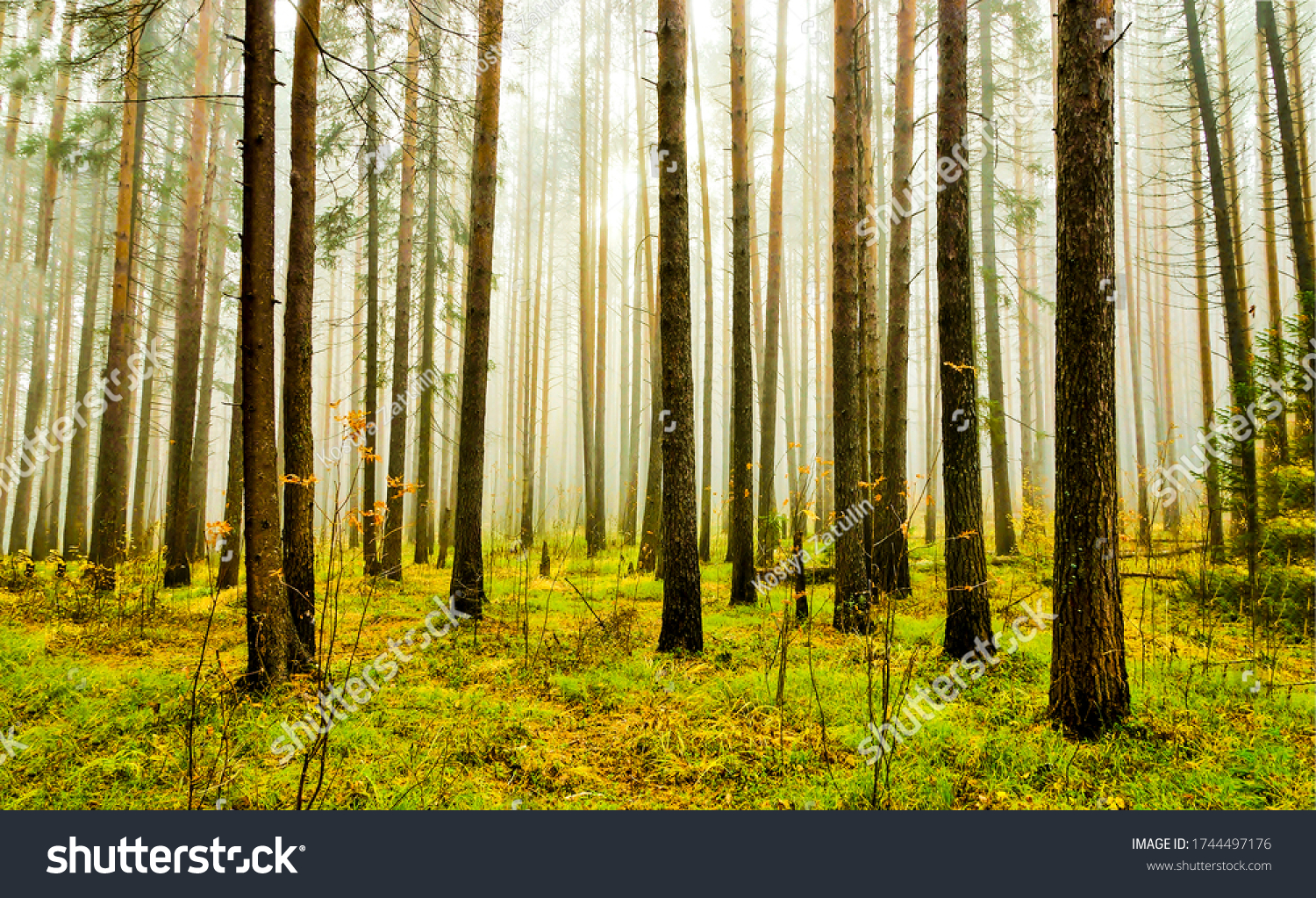 Magic forest mist trees background #1744497176
