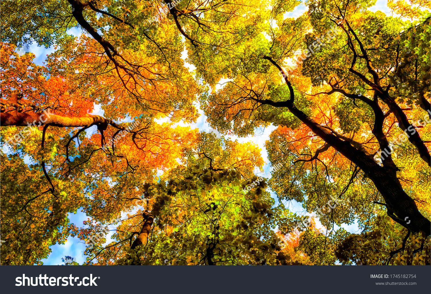 Autumn forest tree top background. Tree top in autumn forest #1745182754