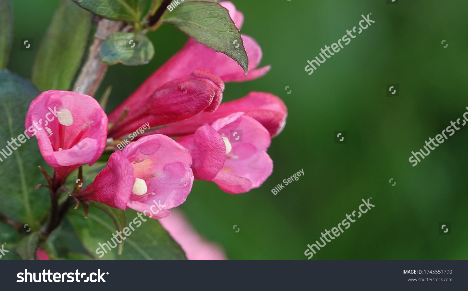 Honeysuckle Flower - Honeysuckle or Honeysuckle goat or Honeysuckle fragrant flower with delicate flowers #1745551790