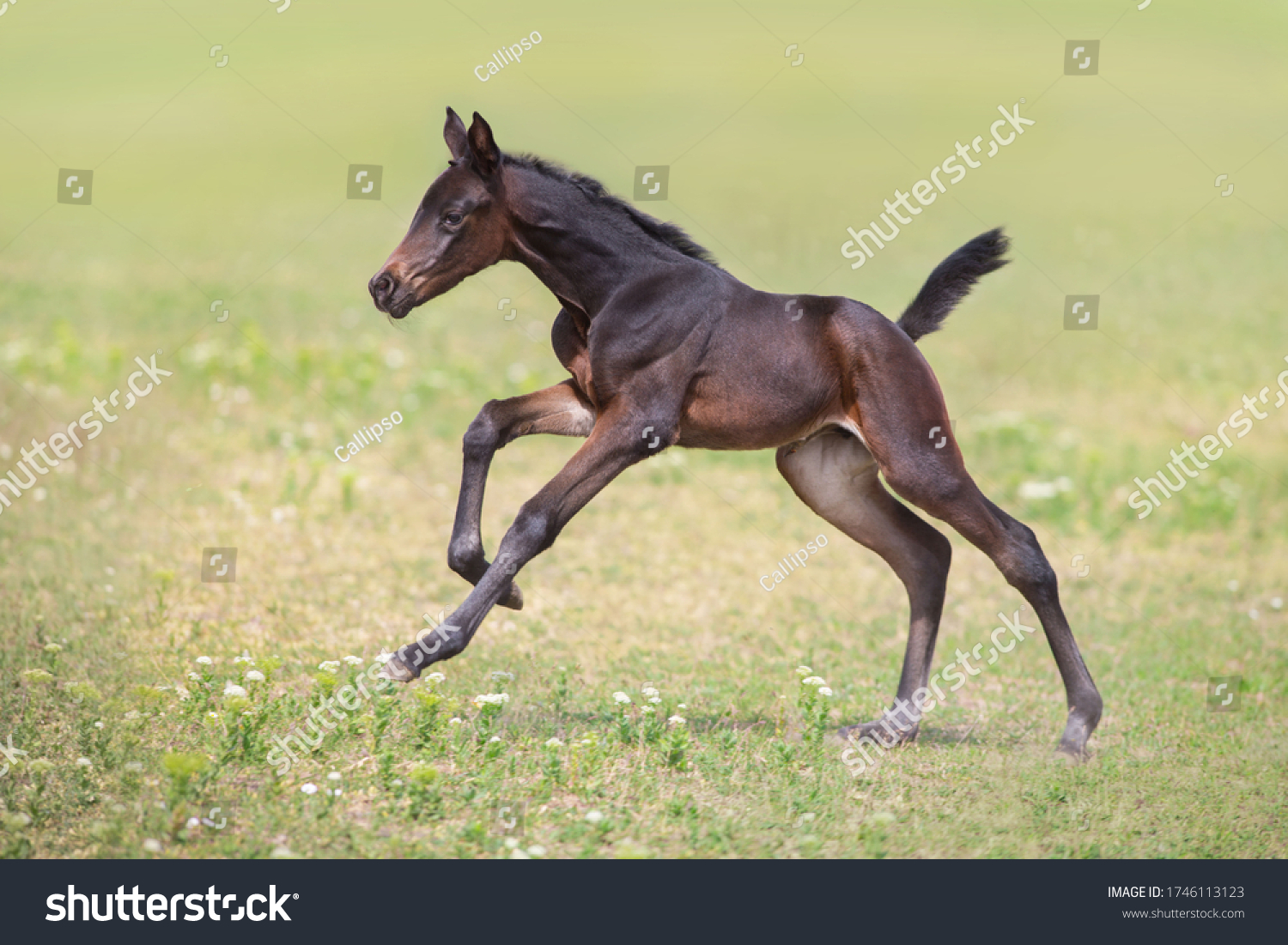 Bay foal run gallop on meadow #1746113123