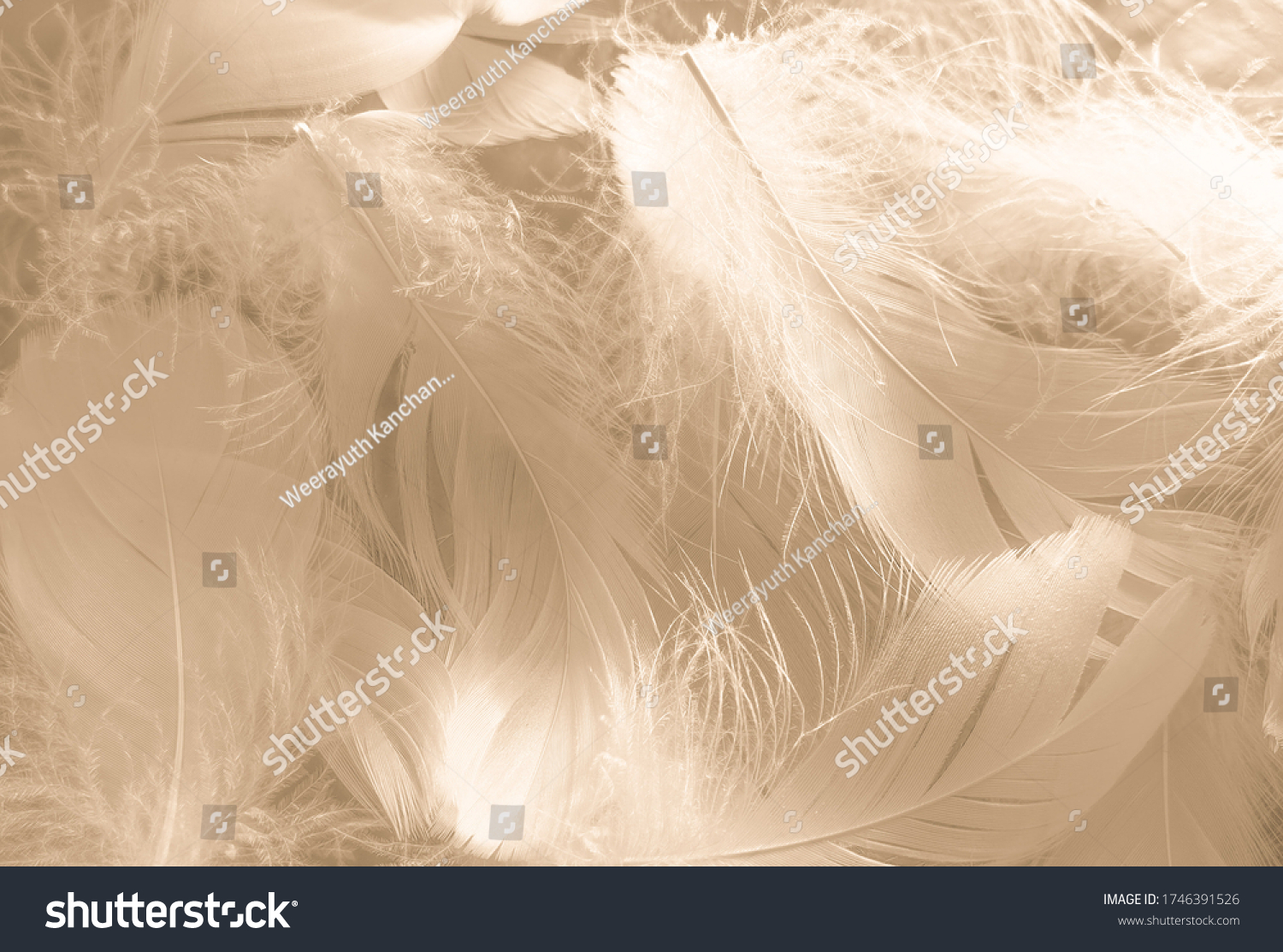 Beautiful abstract white and brown feathers on white background and soft yellow feather texture on white pattern and yellow background, feather background, gold feathers banners #1746391526