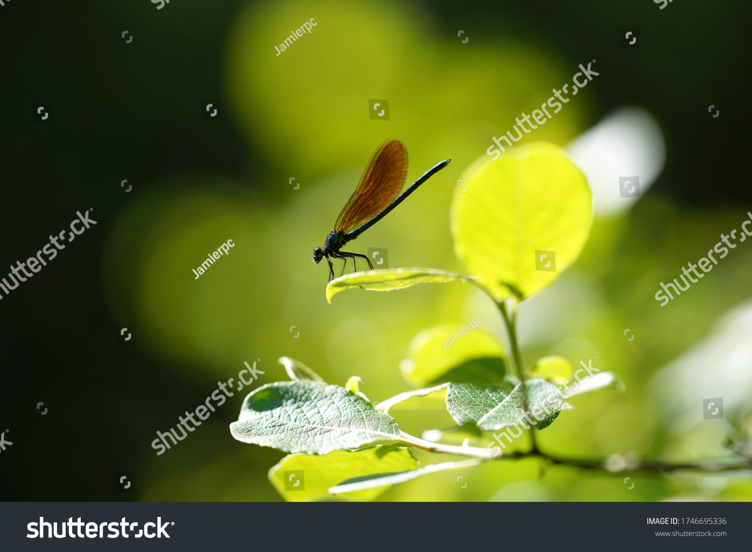 A beautiful damoiselle resting on a leaf        #1746695336