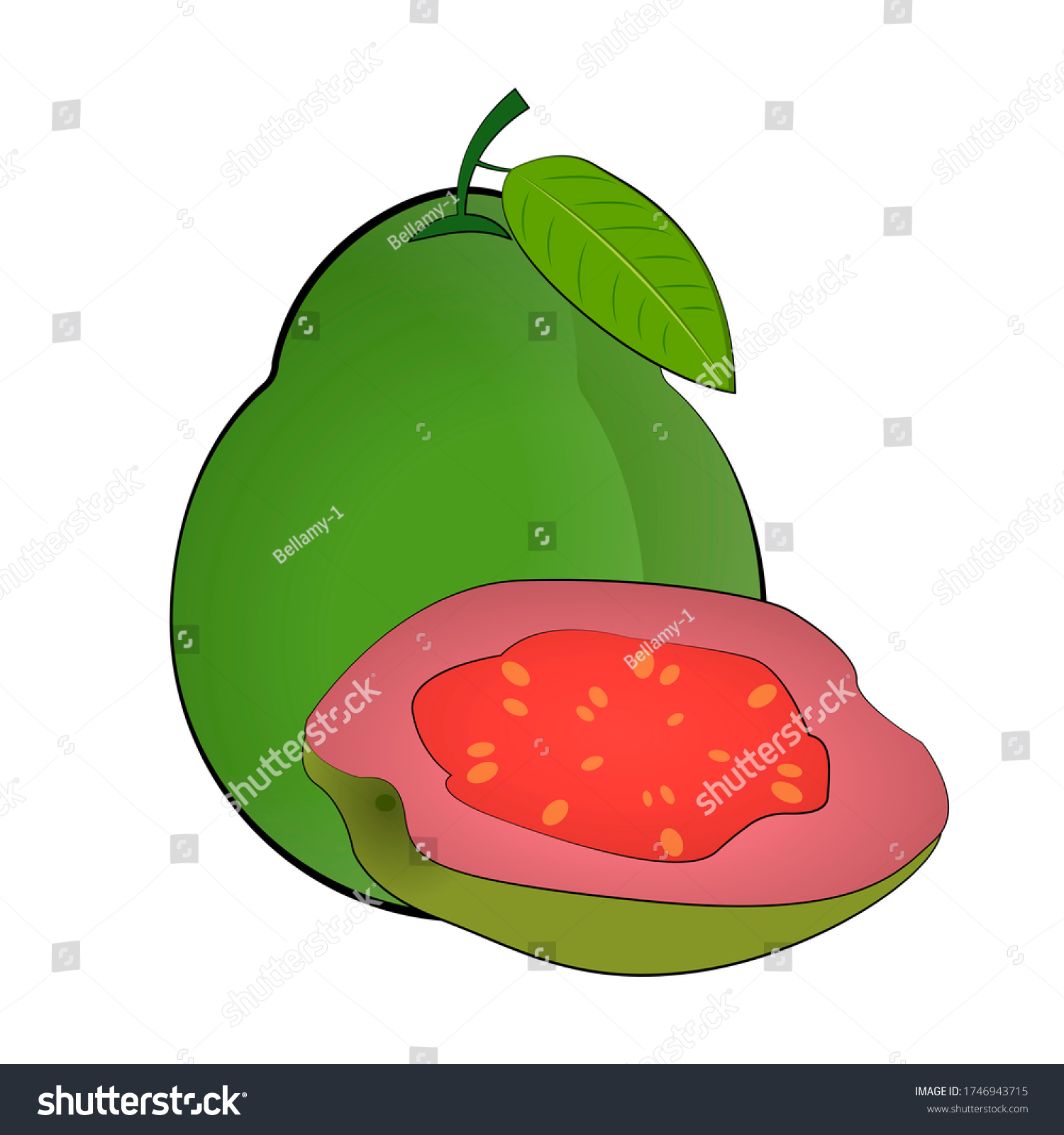 Guava image drawing. Green fruit tropical. - Royalty Free Stock Photo ...