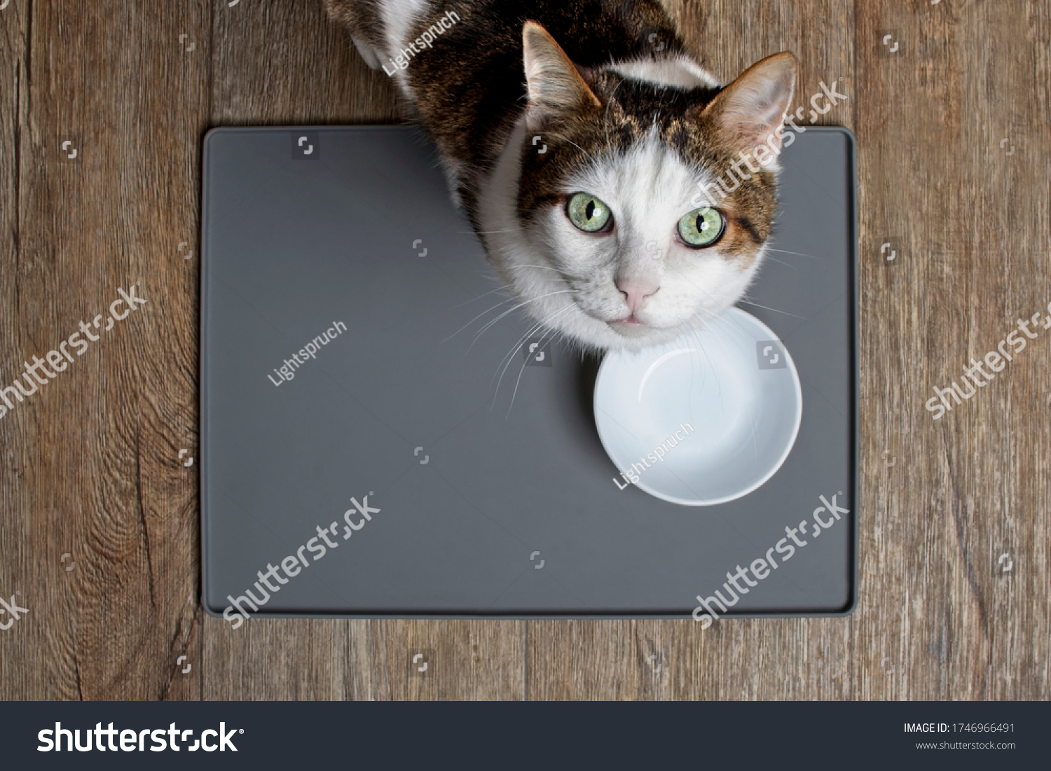 Tabby cat sitting in front of a emty food dish and looking to the camera. High angle view with copy space. #1746966491