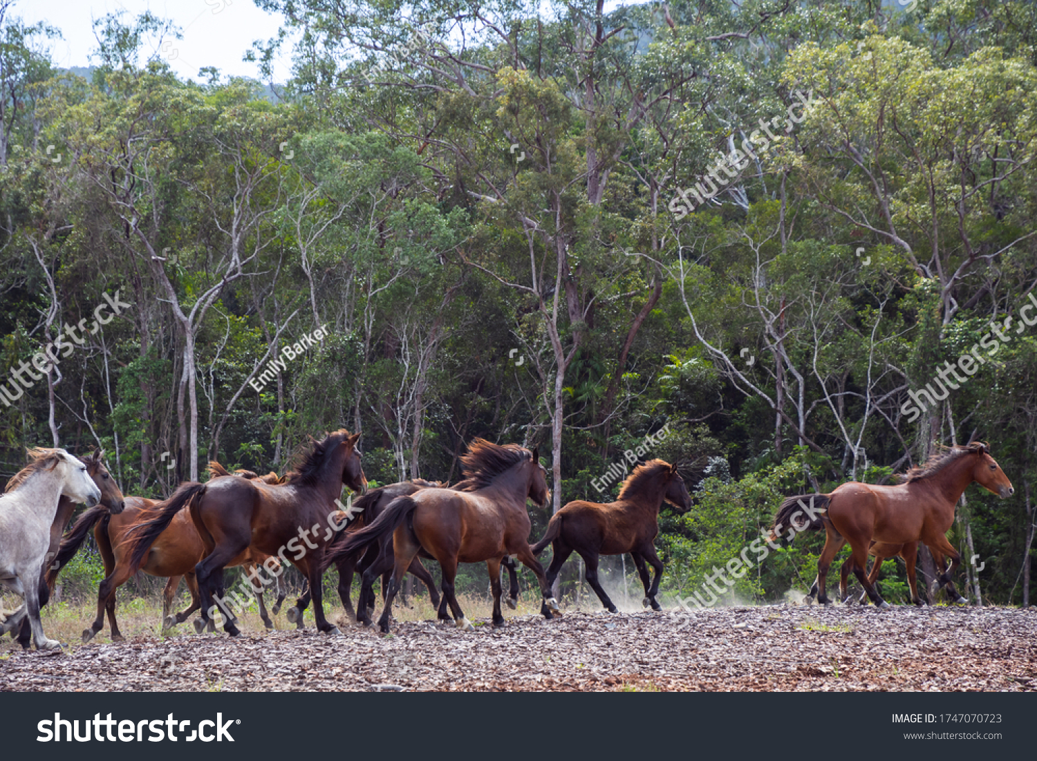 Mob or Band of wild Brumbies run across burnt and logged Australian bushland, kicking dust  #1747070723