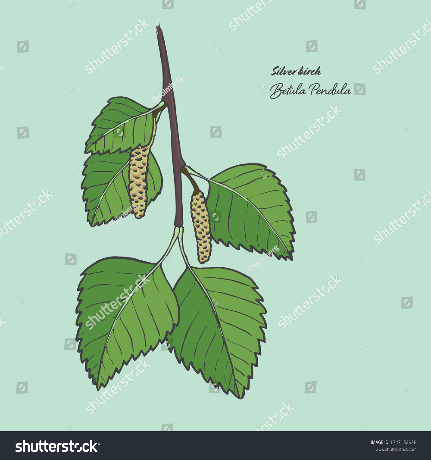 Vector illustration of the leaf of a Betula - Royalty Free Stock Vector ...