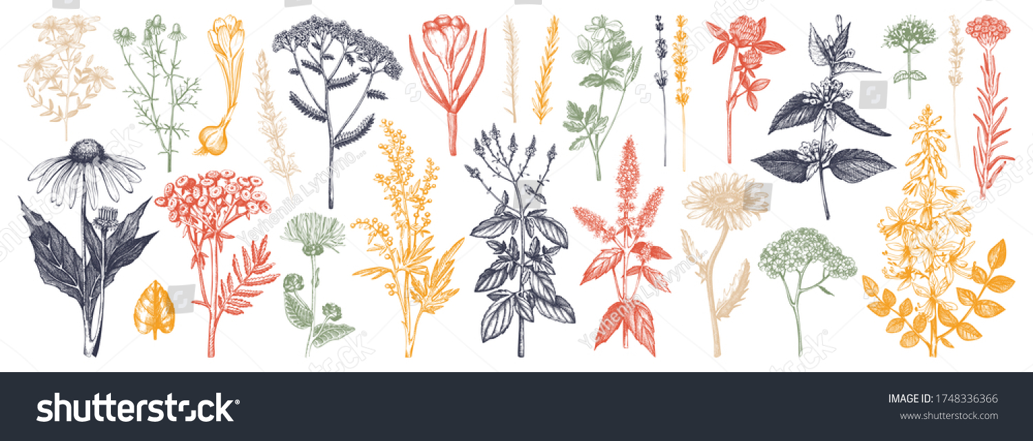 Medicinal herbs collection in color. Vector set of hand drawn  herbs, weeds and meadows. Vintage plants with insects illustration. Botanical elements in engraved style. Wild flowers outlines set. #1748336366