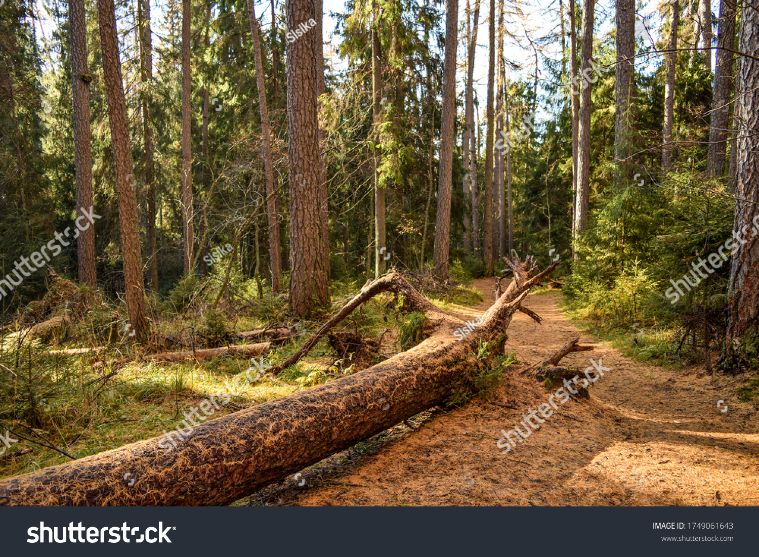 Forest trail in sunny day background #1749061643