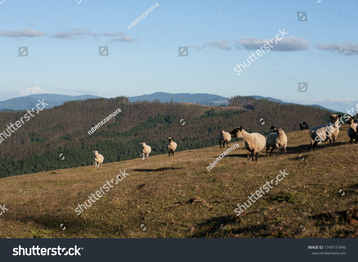 Sheep bleating in the fields, Lanco, Chile - Royalty Free Stock Photo ...