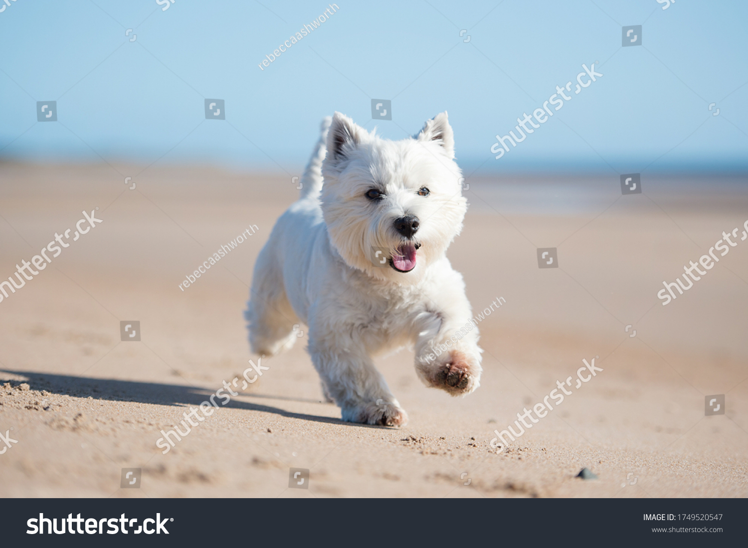 West Highland White Terrier Dog #1749520547