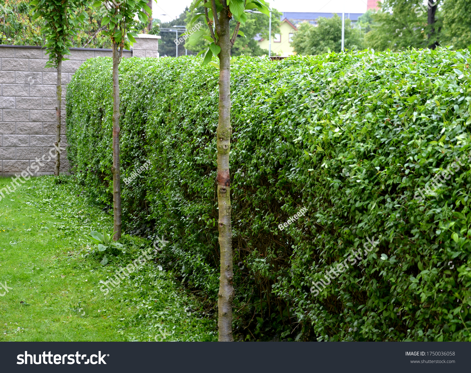 fence green hedge trimmed in the garden yard lawn trees in row alley evergreen edge round #1750036058