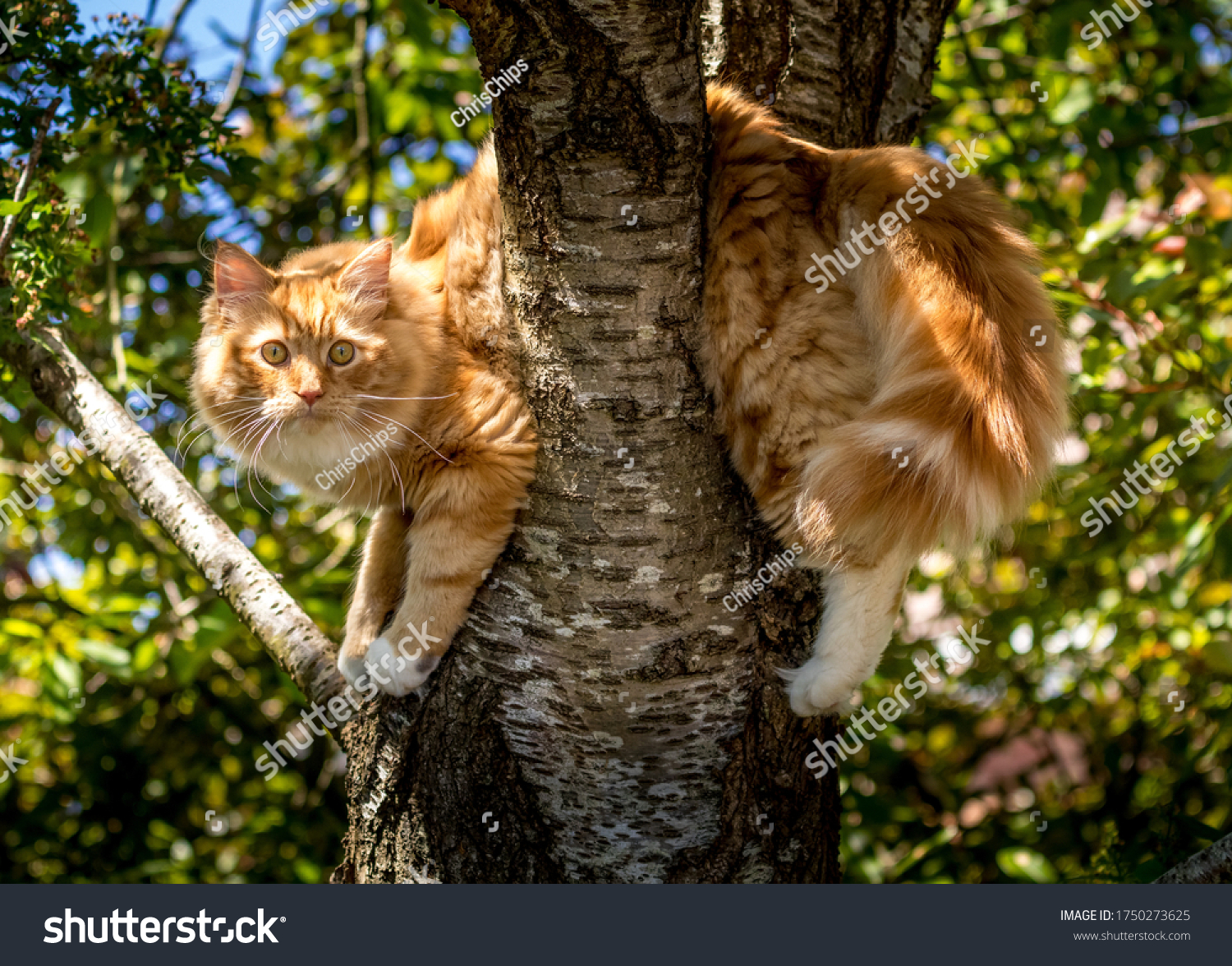 ginger cat slumped over a branch stuck in a cherry tree #1750273625