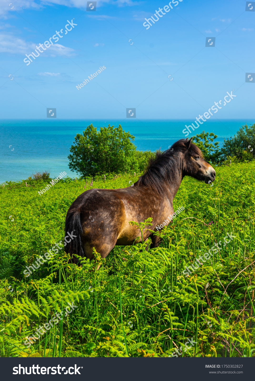 Wild Horses Grazing & Playing in the Wild with Natural Scenery  #1750302827