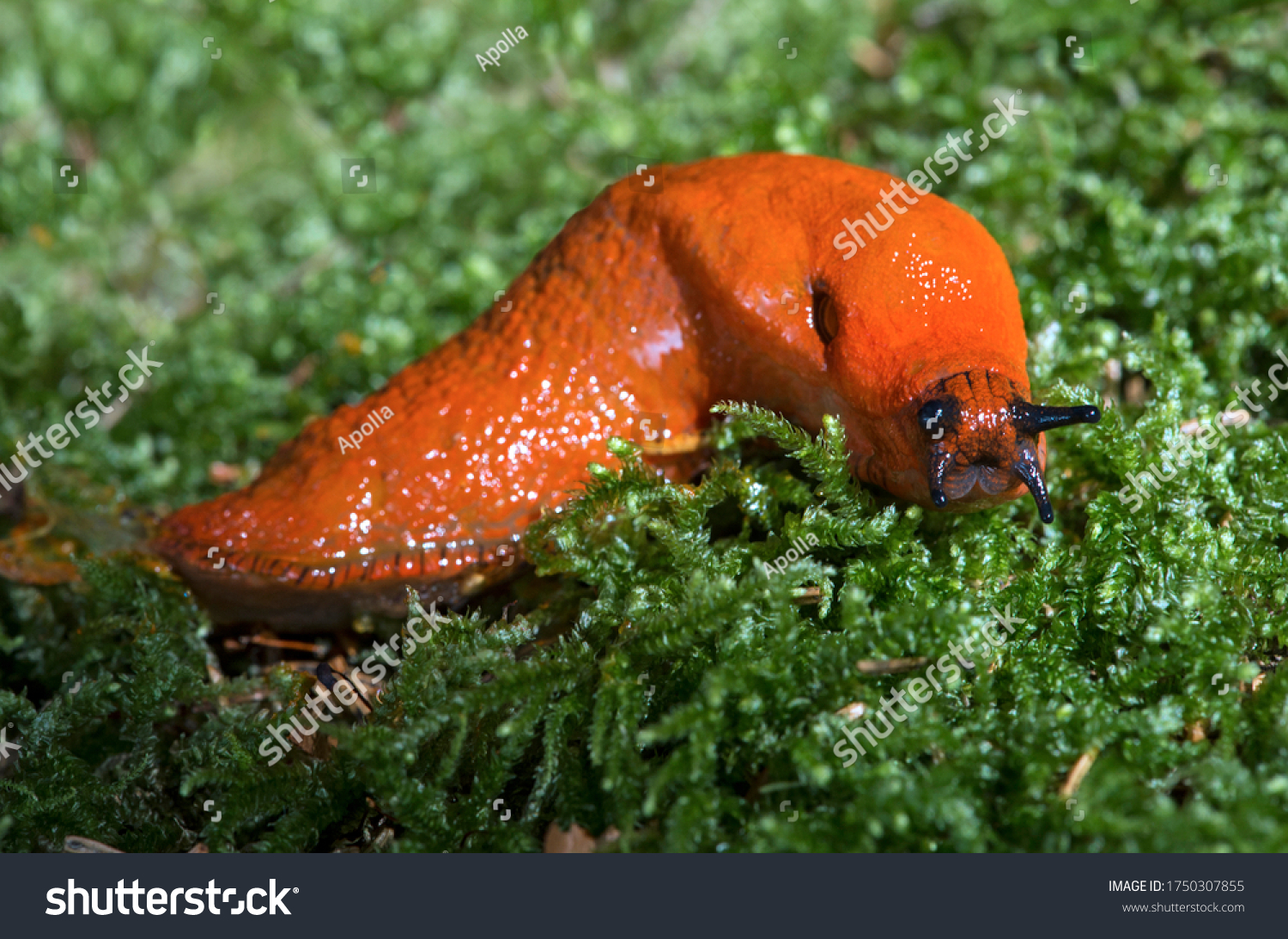 Red slug (Arion rufus), Roundback slug, Switzerland #1750307855