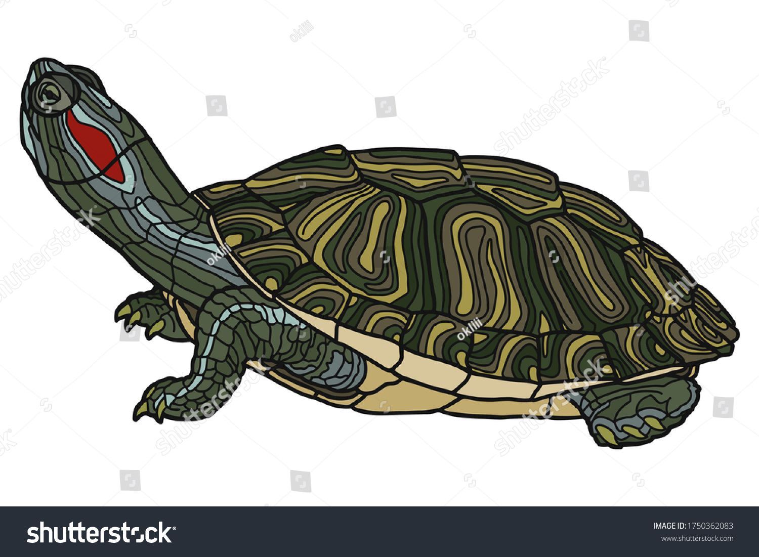 Pet turtle red-eared slider(Trachemys scripta - Royalty Free Stock ...