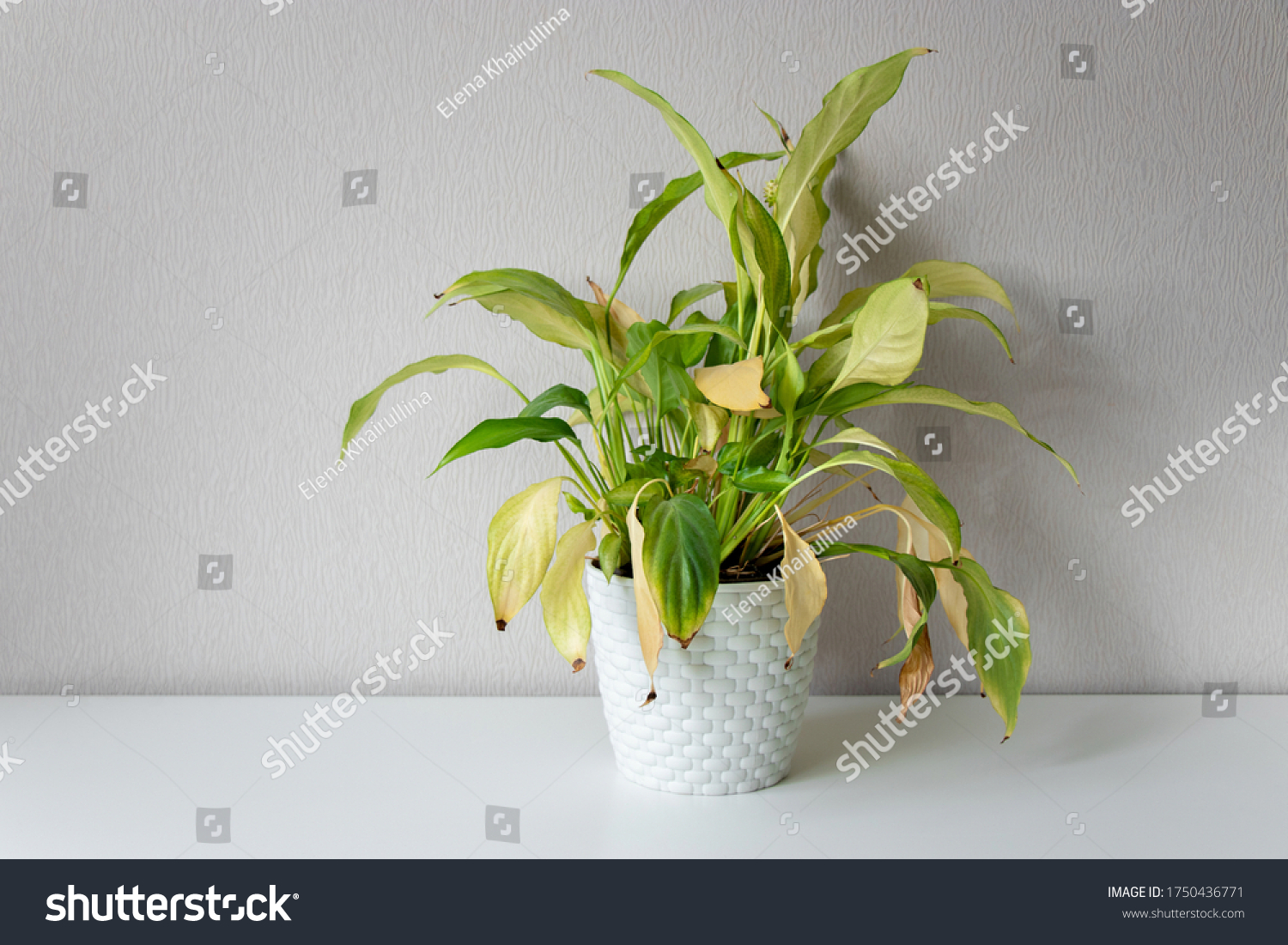 Disease houseplant. Wilting home flower Spathiphyllum in white pot against a light wall. Home green plant. Concept of home plant diseases. Abandoned home flower #1750436771