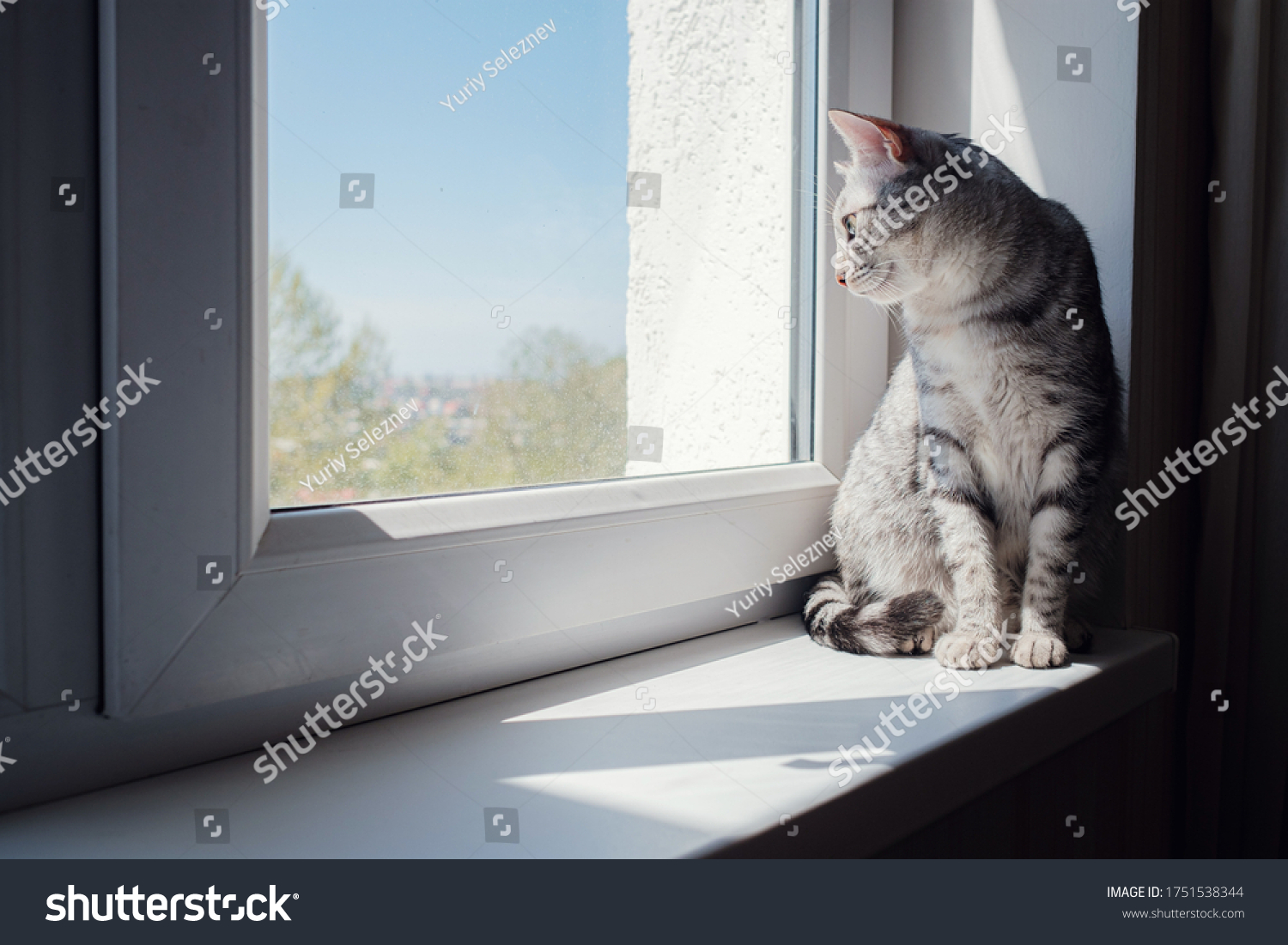 Beautiful grey cat sitting on windowsill and looking to a window. with copy space #1751538344