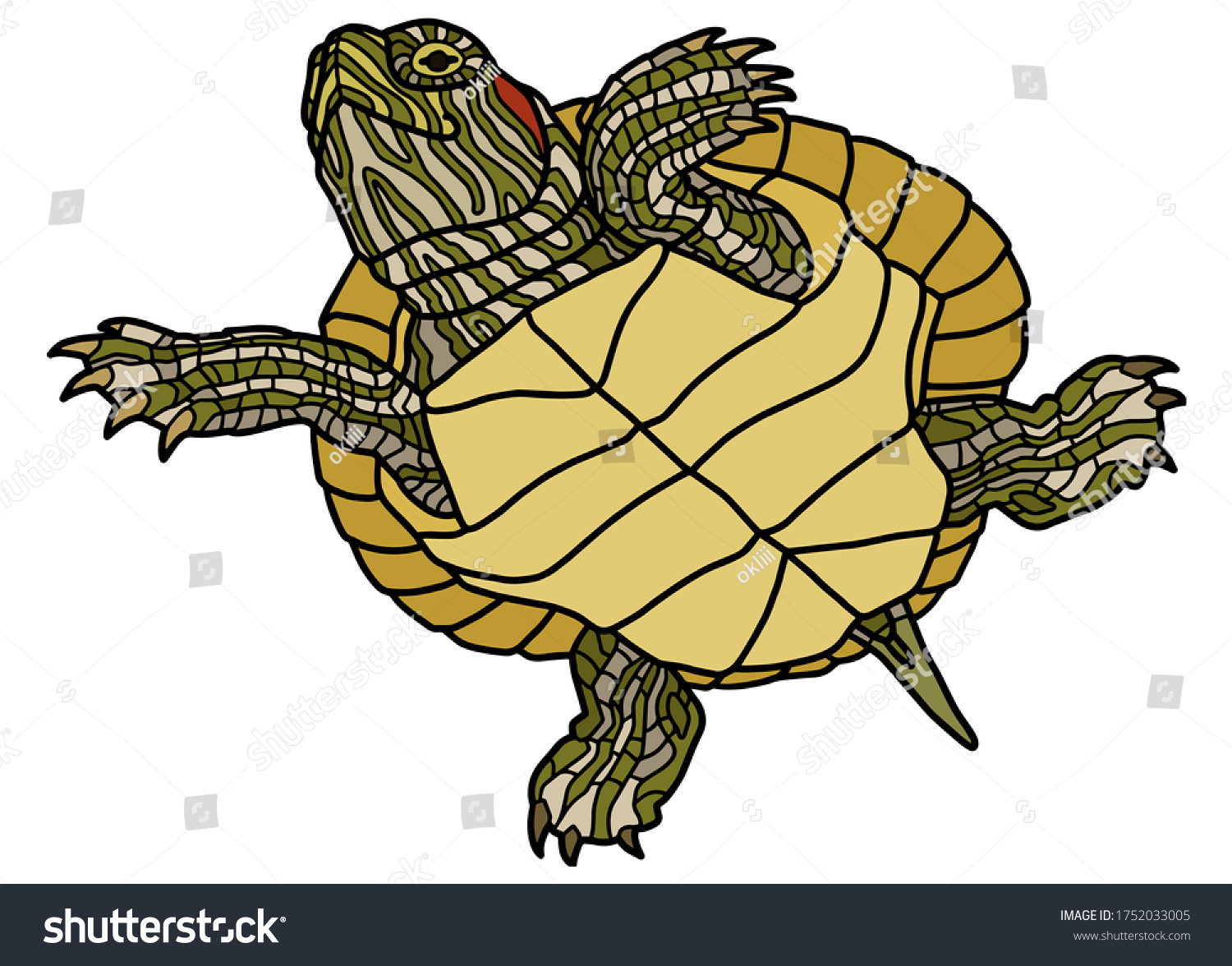 Pet turtle red-eared slider(Trachemys scripta - Royalty Free Stock ...