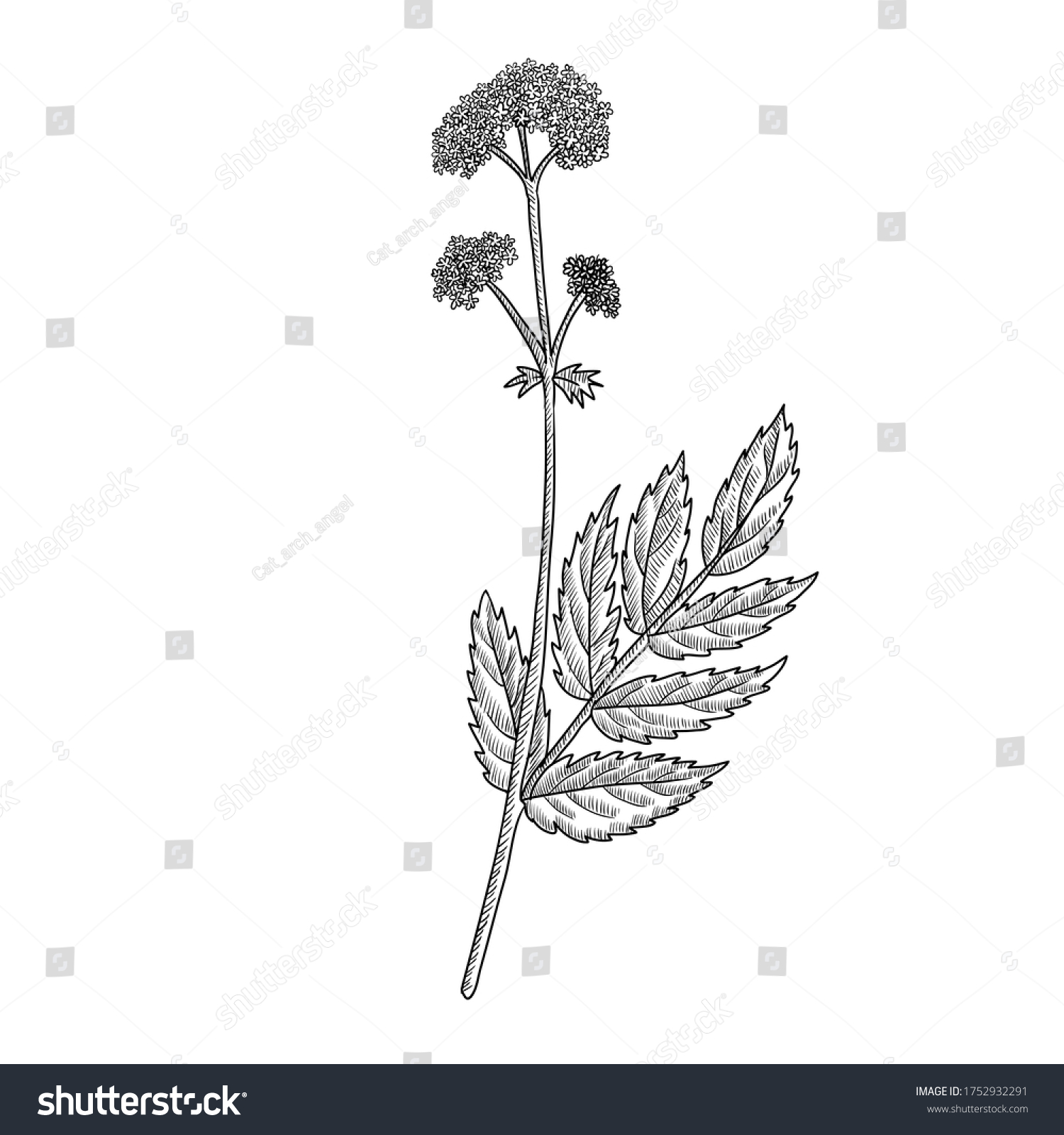 vector drawing valerian,Valeriana officinalis , - Royalty Free Stock ...