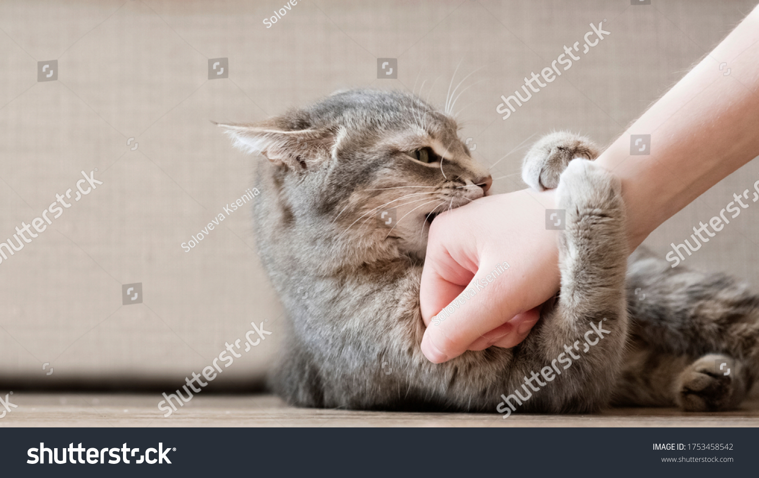 Aggressive gray cat attacked the owner’s hand. Beautiful cute cat playing with woman hand and biting with funny emotions. #1753458542