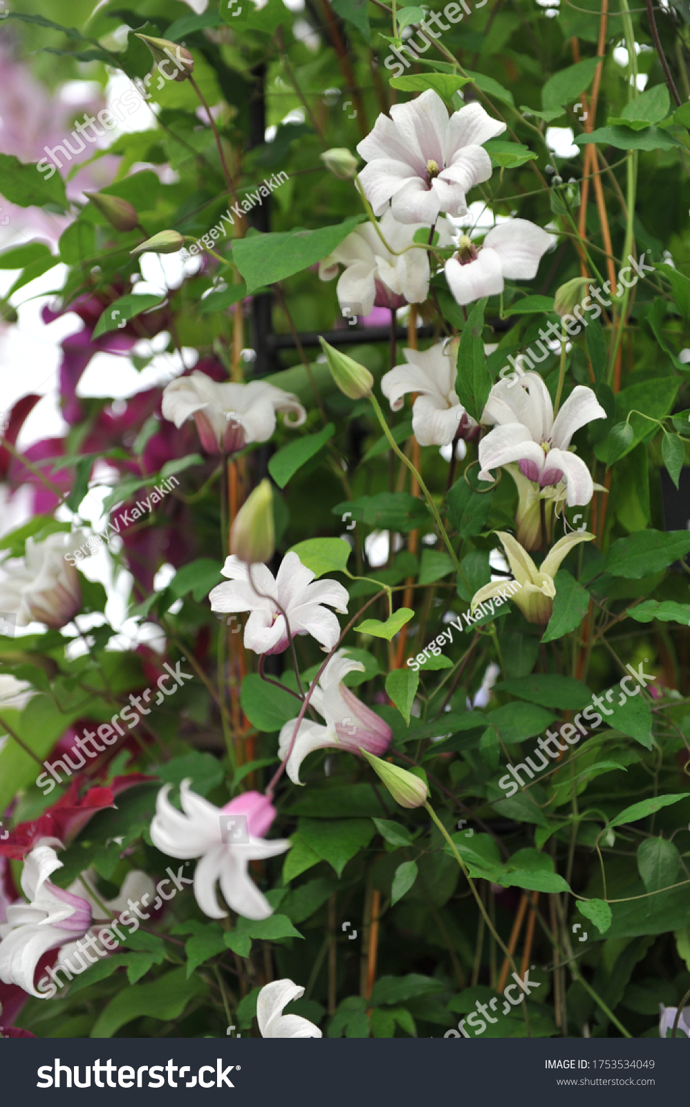 Purple and white small-flowered Clematis texensis Princess Kate blooms on an exhibition in May 2014 #1753534049