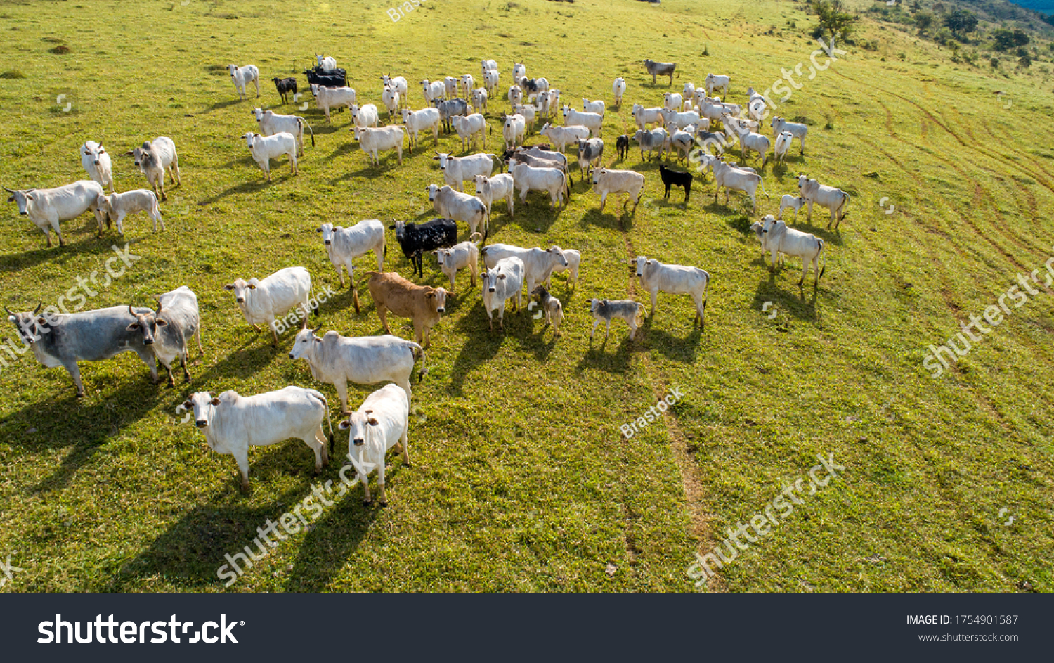 Aerial view of herd nelore cattel on green pasture in Brazil #1754901587