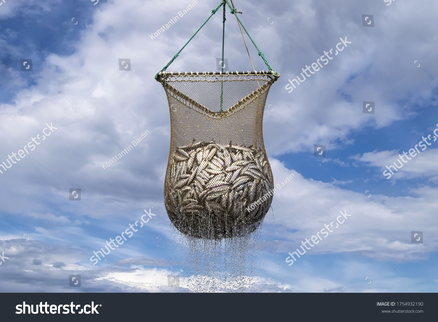 Scoop net with the fresh Pacific herring ( Clupea pallasii ) catch. Fishing industry in the far East of Russia. Sea of Okhotsk, Khabarovsk region. #1754932190