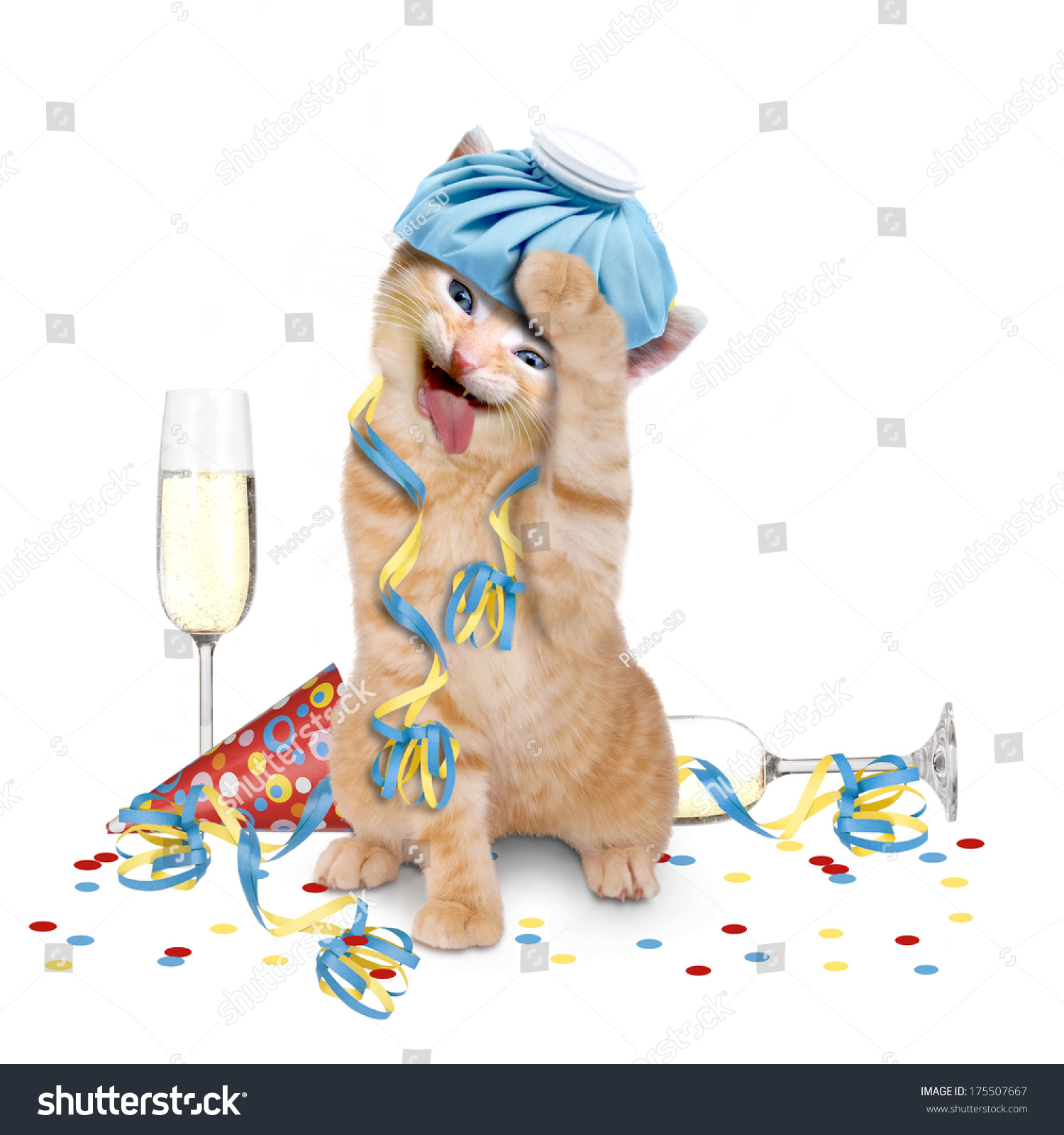 Hangover, cat with ice pack on his head on white background #175507667