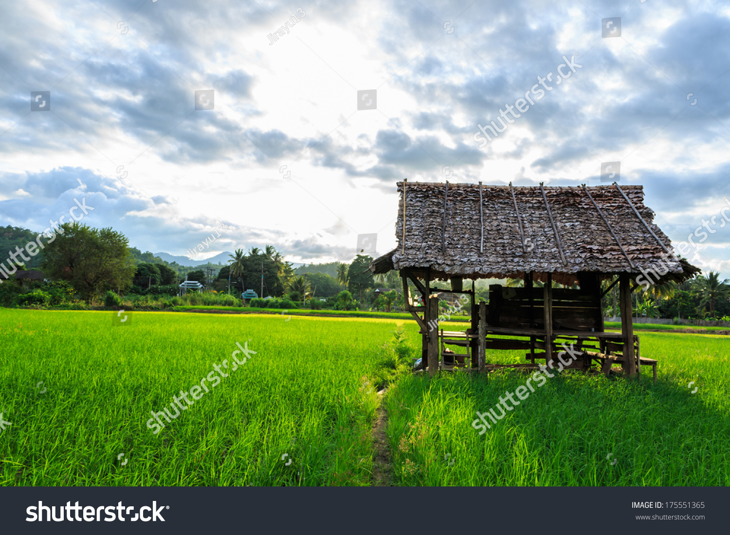Small hut in rice farm #175551365