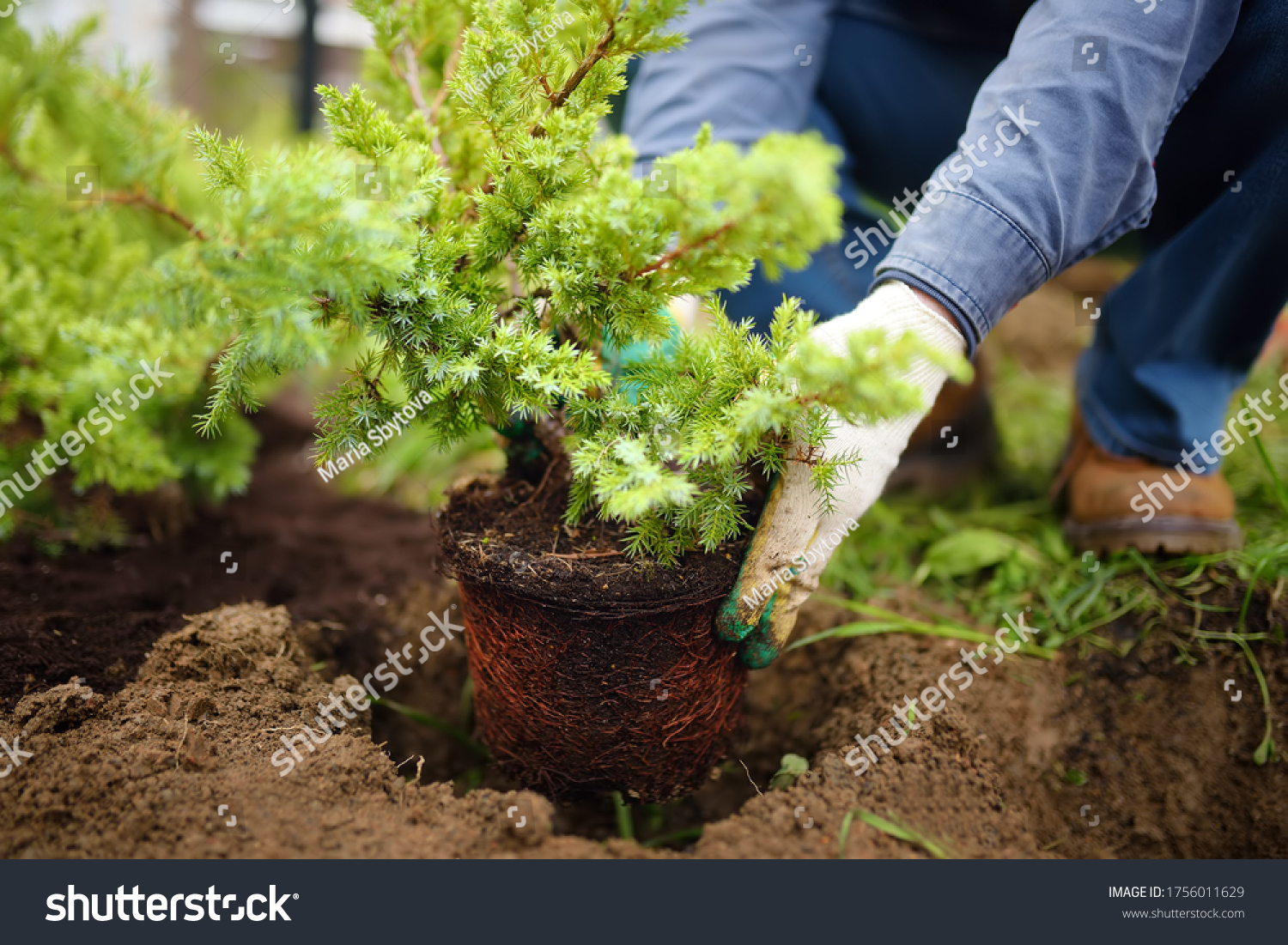 Man planting juniper plants in the yard. Seasonal works in the garden. Landscape design. Ornamental shrub juniper. #1756011629