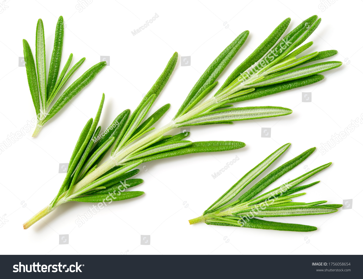Rosemary isolated on white background. Top view rosemary twig set. Green herbs isolated on white. #1756058654