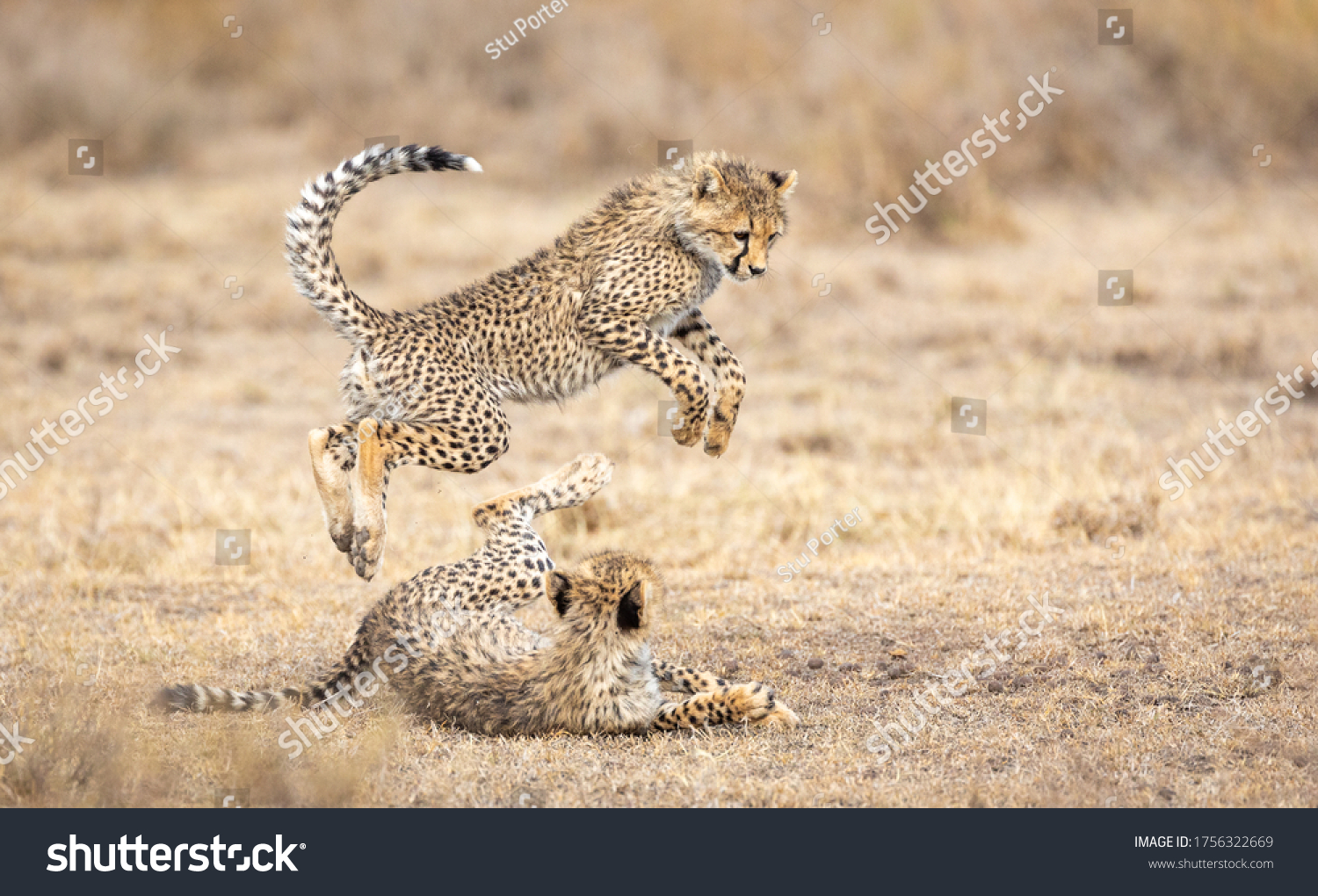 Two young Cheetah cubs playing  in dry grassy area in Ndutu Tanzania #1756322669