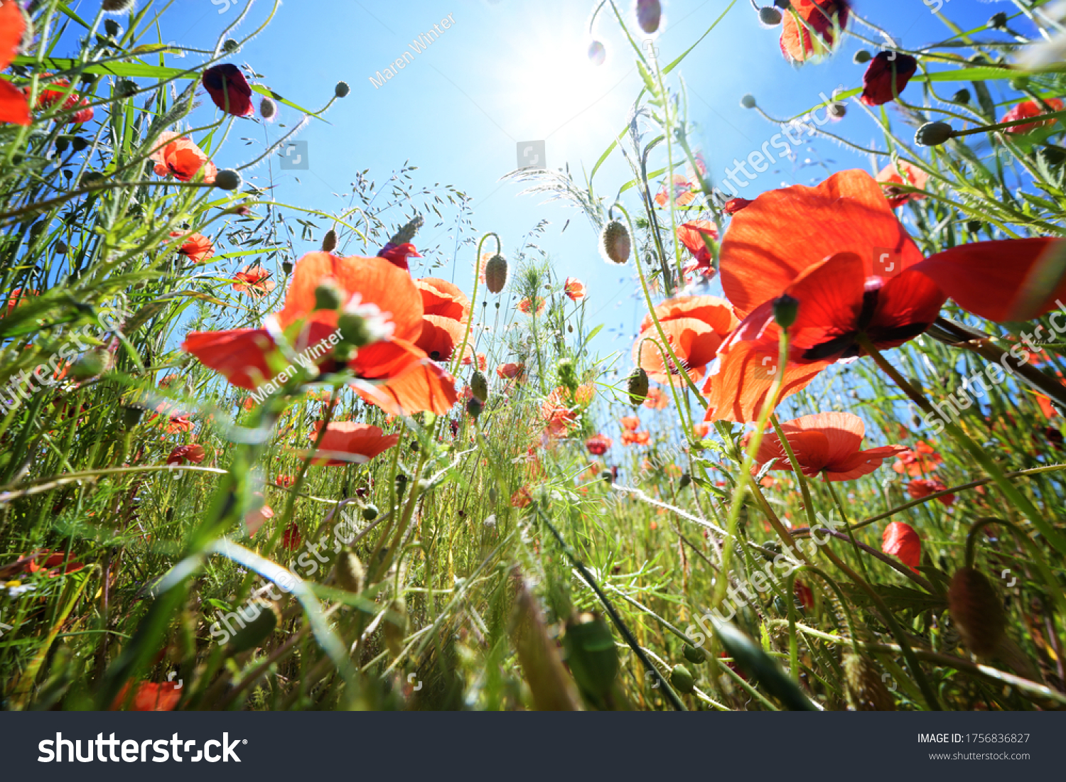 Corn poppy (Papaver rhoeas) with vibrant red flowers on a meadow under a sunny blue sky, copy space, low angle view, selected focus, narrow depth of field #1756836827