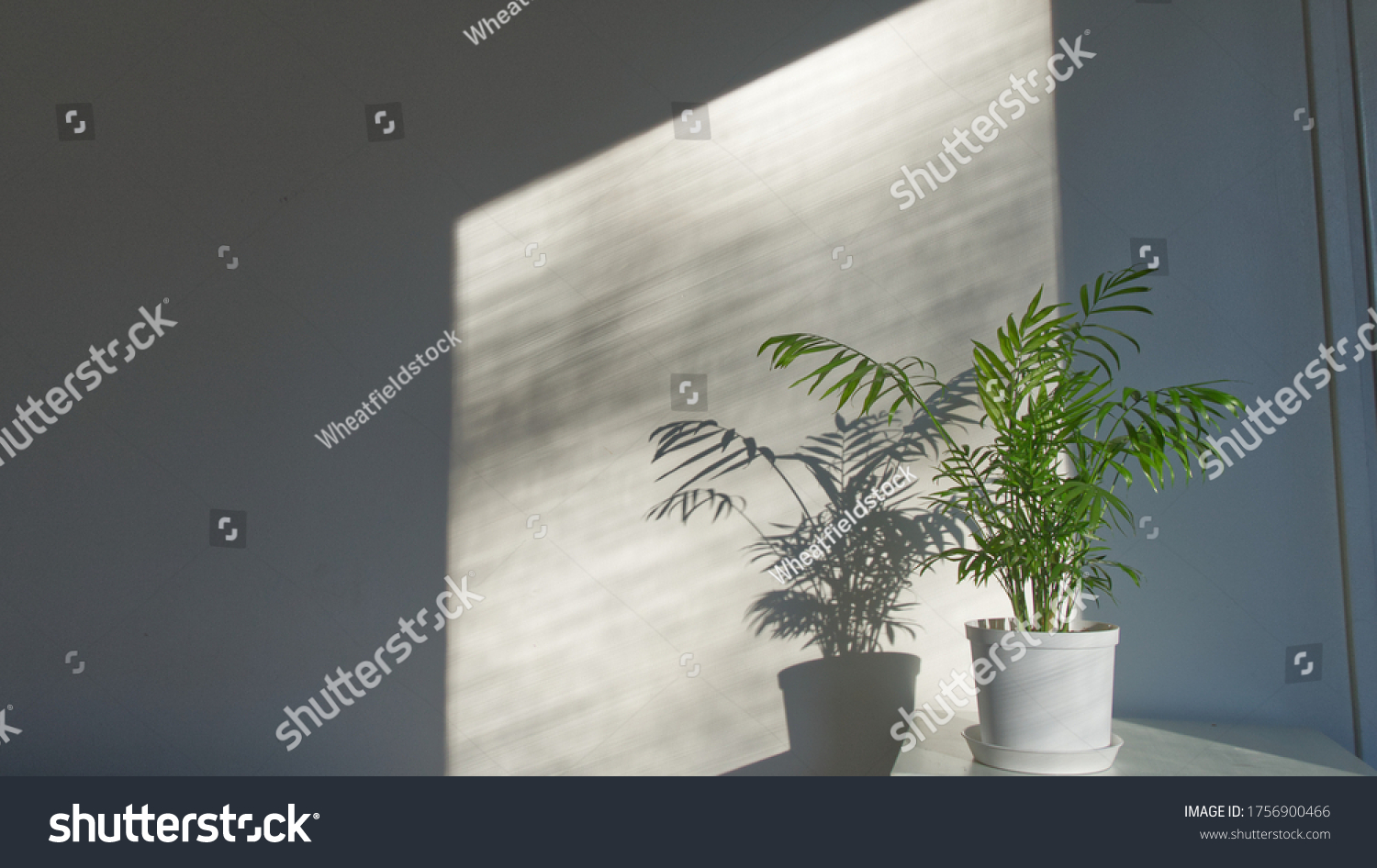 Potted plant, chamaedorea elegans, sunlight on parlor palm by wall near window #1756900466