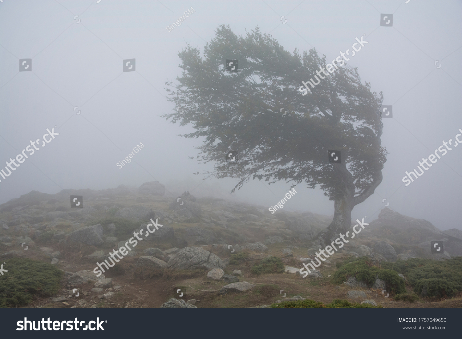 Single tree in the fog, struggling the strong wind #1757049650