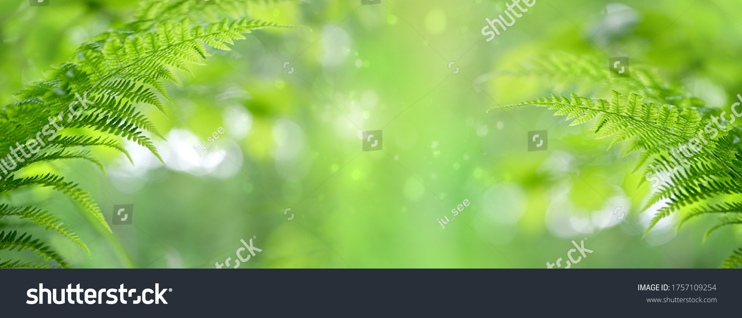 Fern leaves on abstract green natural background. pure wild nature, environment, ecology concept. summer forest landscape. fern - symbol of litha, midsummer holiday, sacred plant. copy space. banner #1757109254