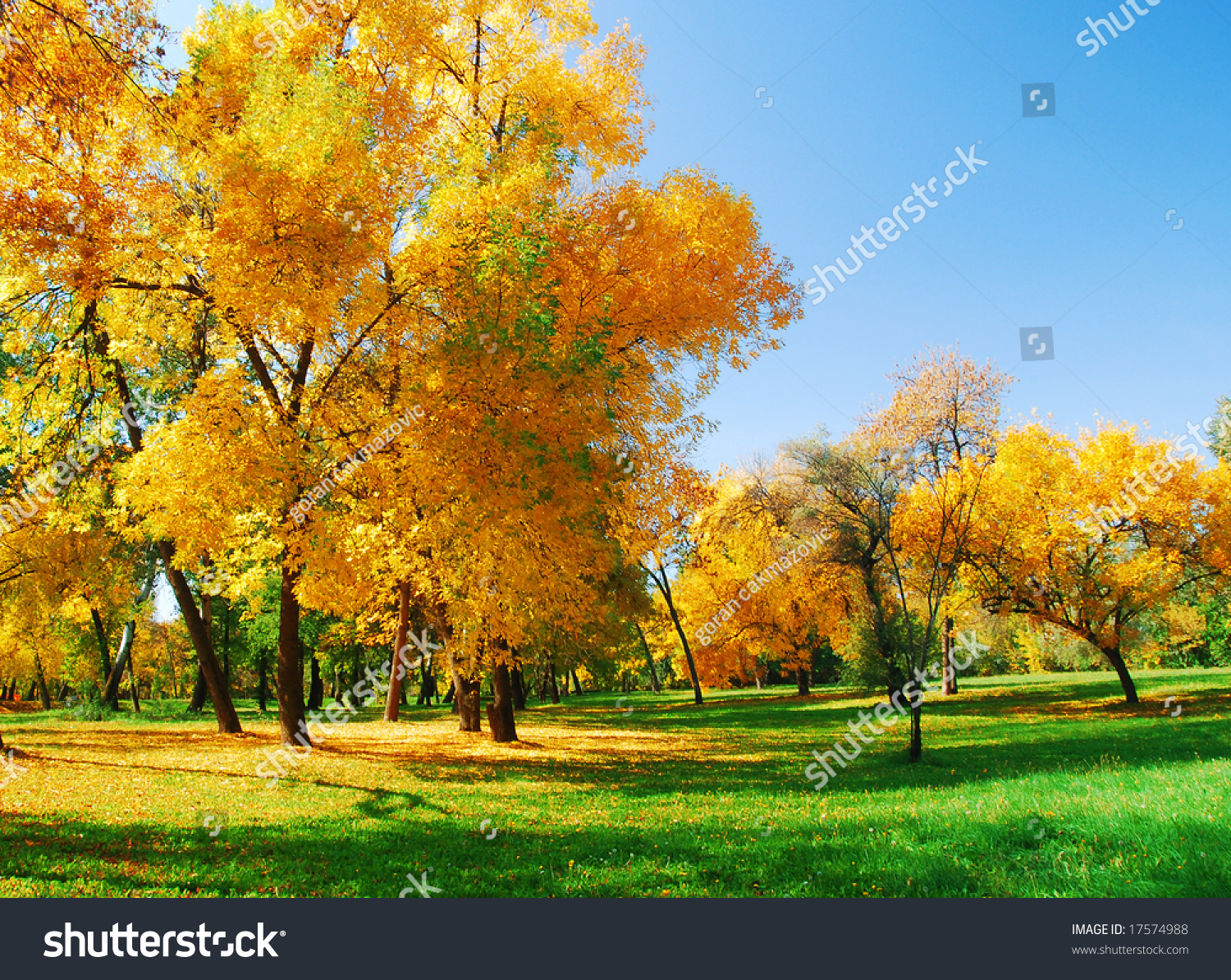 Trees and leaves at the park in autumn #17574988