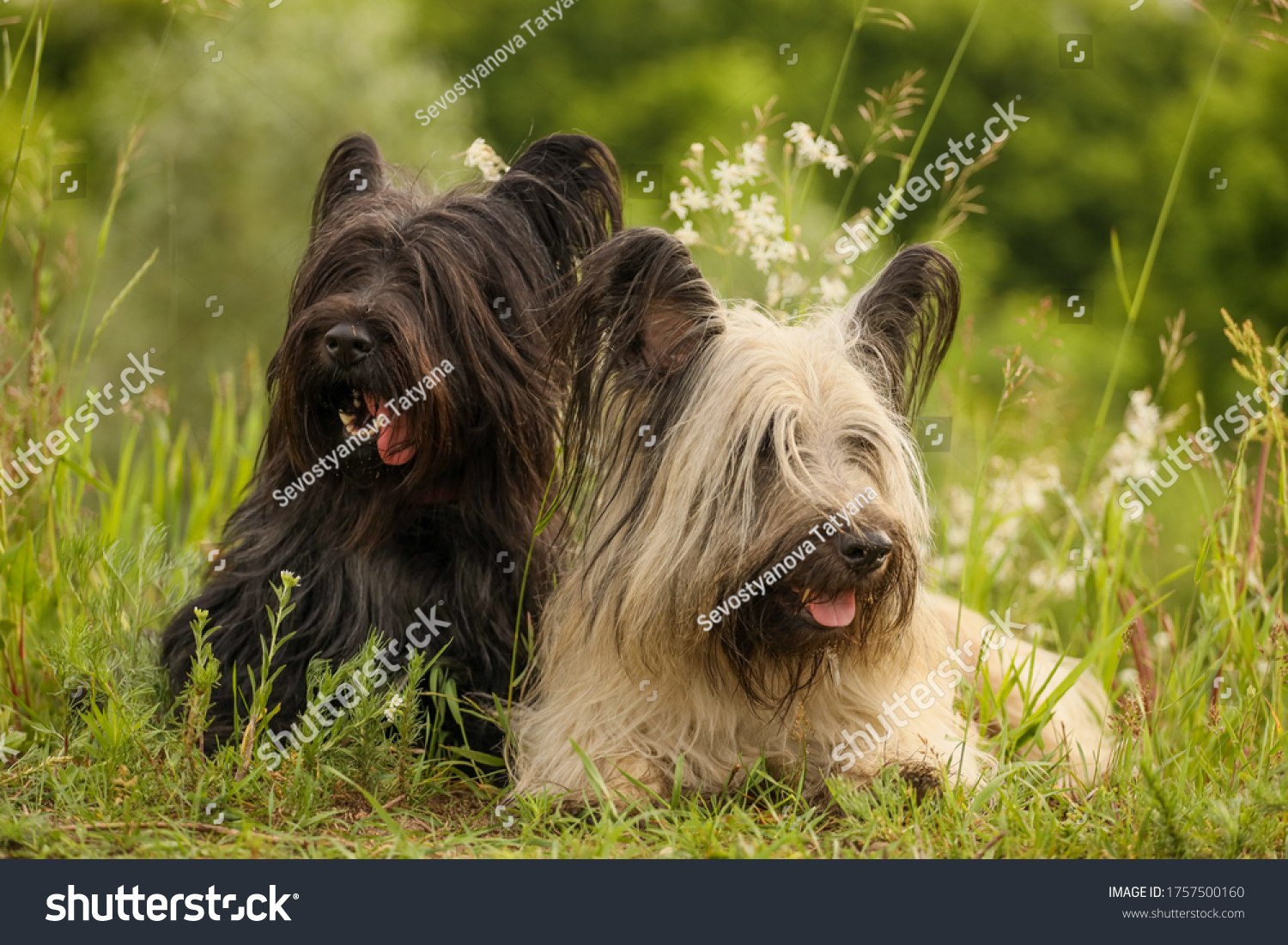 Two Skye Terriers in the summer grass #1757500160
