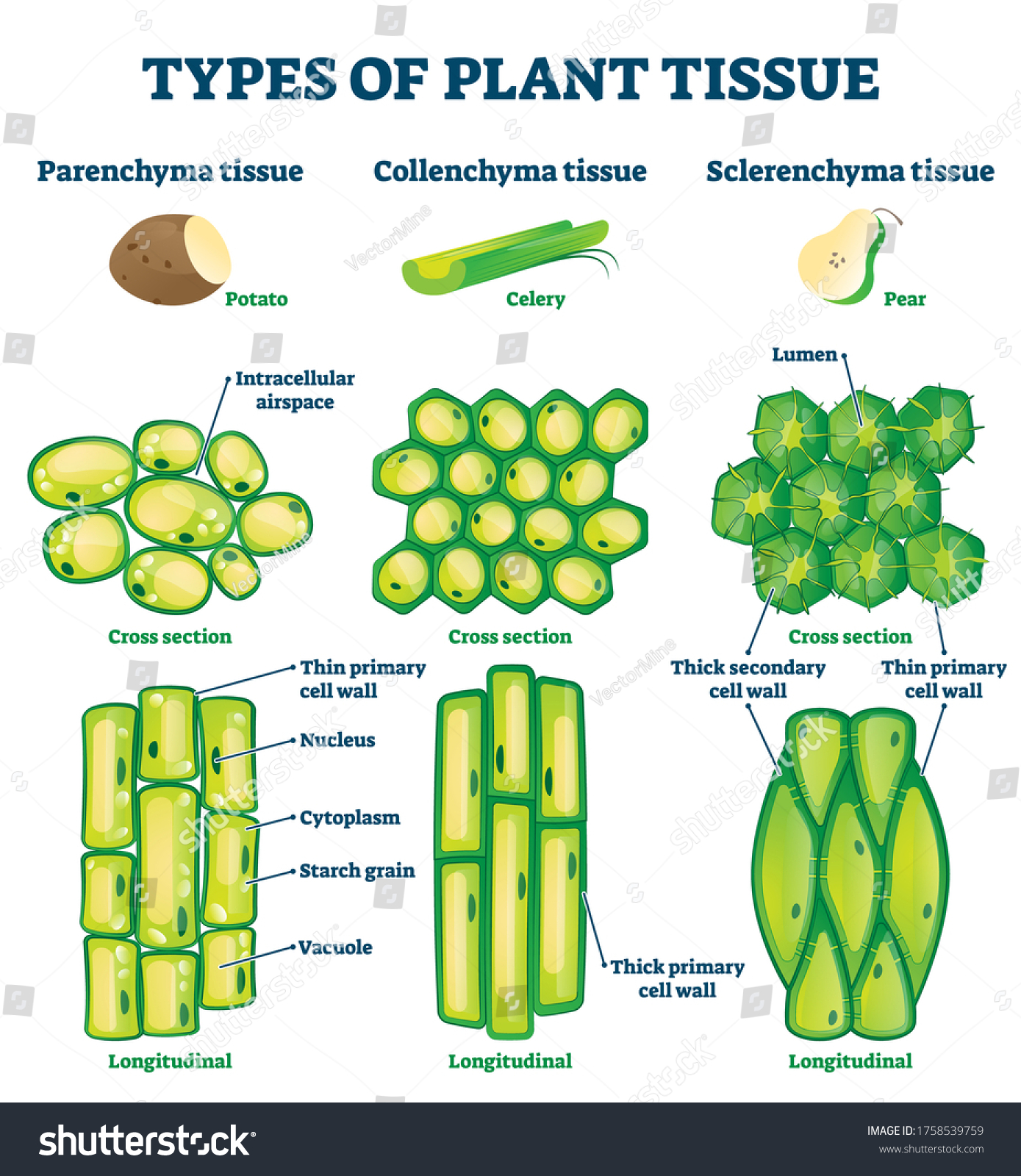 Types Of Plant Tissue Vector Illustration. - Royalty Free Stock Vector ...