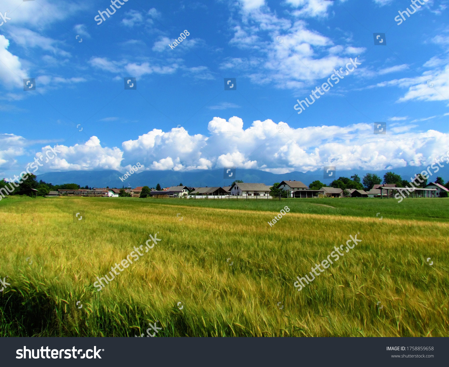 Beautiful view of a yellow-golden wheat field and a village behind and Kamnik-Savinja alps in Gorenjska, Slovenia in the background from Sorsko polje and cumulonimbus clouds rising above #1758859658