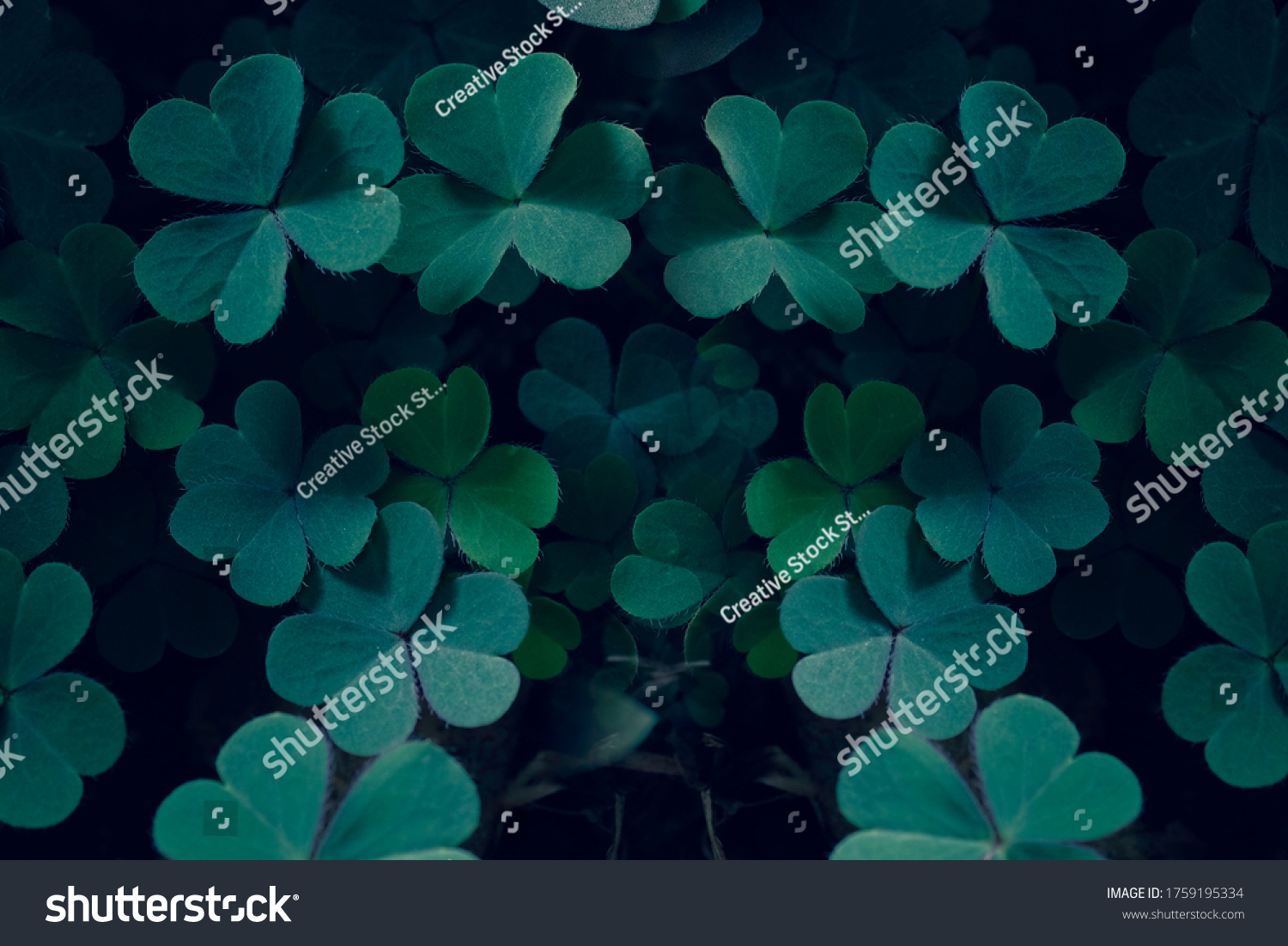 Lucky Irish Four Leaf Clover in the Field for St. Patricks Day holiday symbol. with three-leaved shamrocks. #1759195334