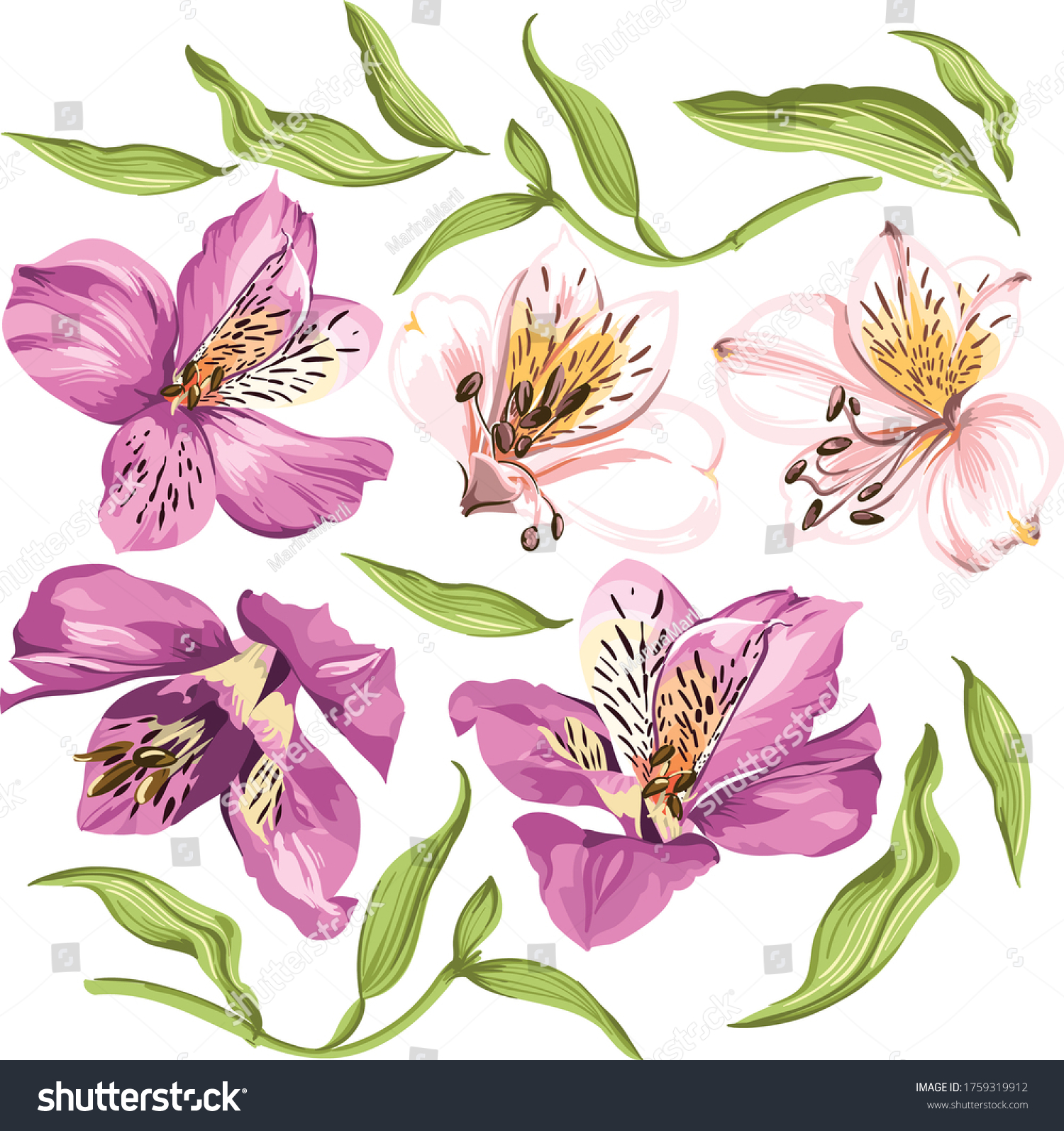 Vector Alstroemeria flowers in pink shades, isolated buds with leaves #1759319912