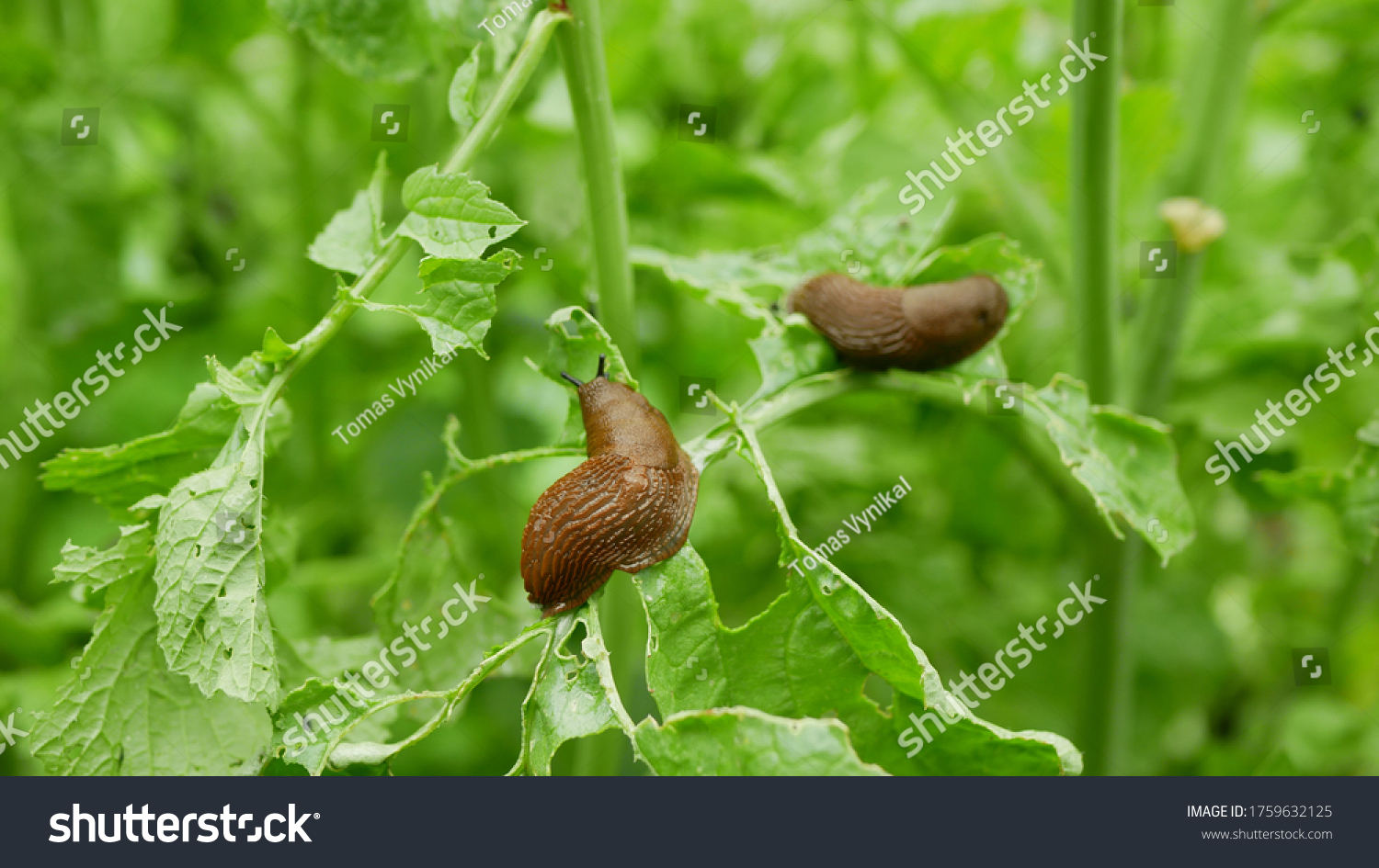 Spanish slug Arion vulgaris snail parasitizes on radish or lettuce cabbage moves garden field, eating ripe plant crops, moving invasive brownish dangerous pest agriculture, farming farm, poison #1759632125