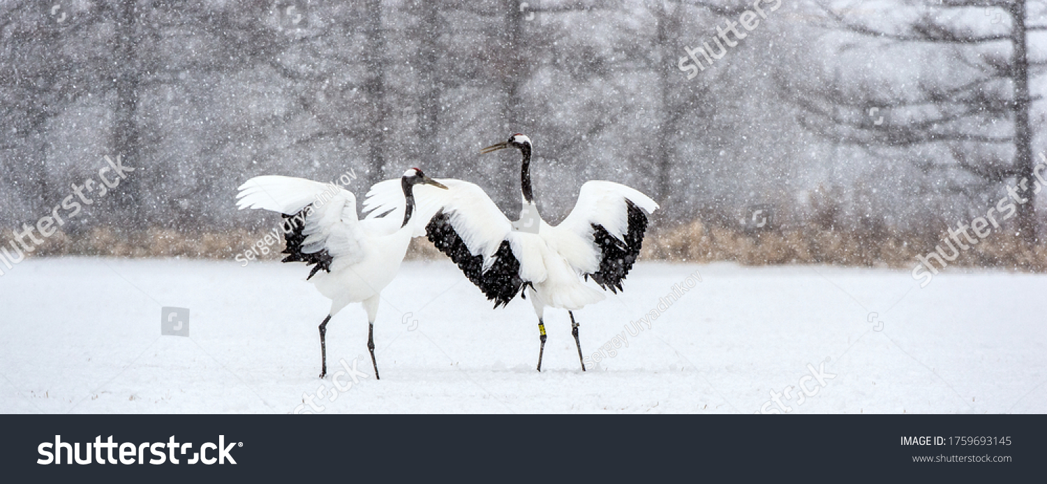 Dancing Cranes. The ritual marriage dance of cranes. The red-crowned crane. Scientific name: Grus japonensis, also called the Japanese crane or Manchurian crane. Natural Habitat. Japan. #1759693145
