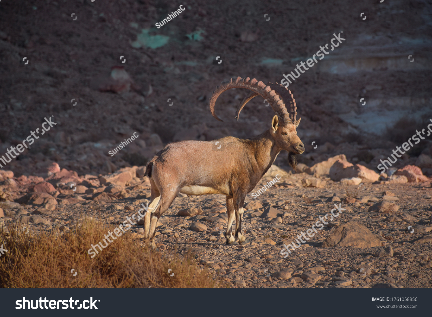 Nubian ibex a desert dwelling goat (capra ibex, capra nubiana) biblical animal in Judean (Judea) desert and the Negev, southern Israel. black and white image, animal in nature reserve (wildlife) #1761058856