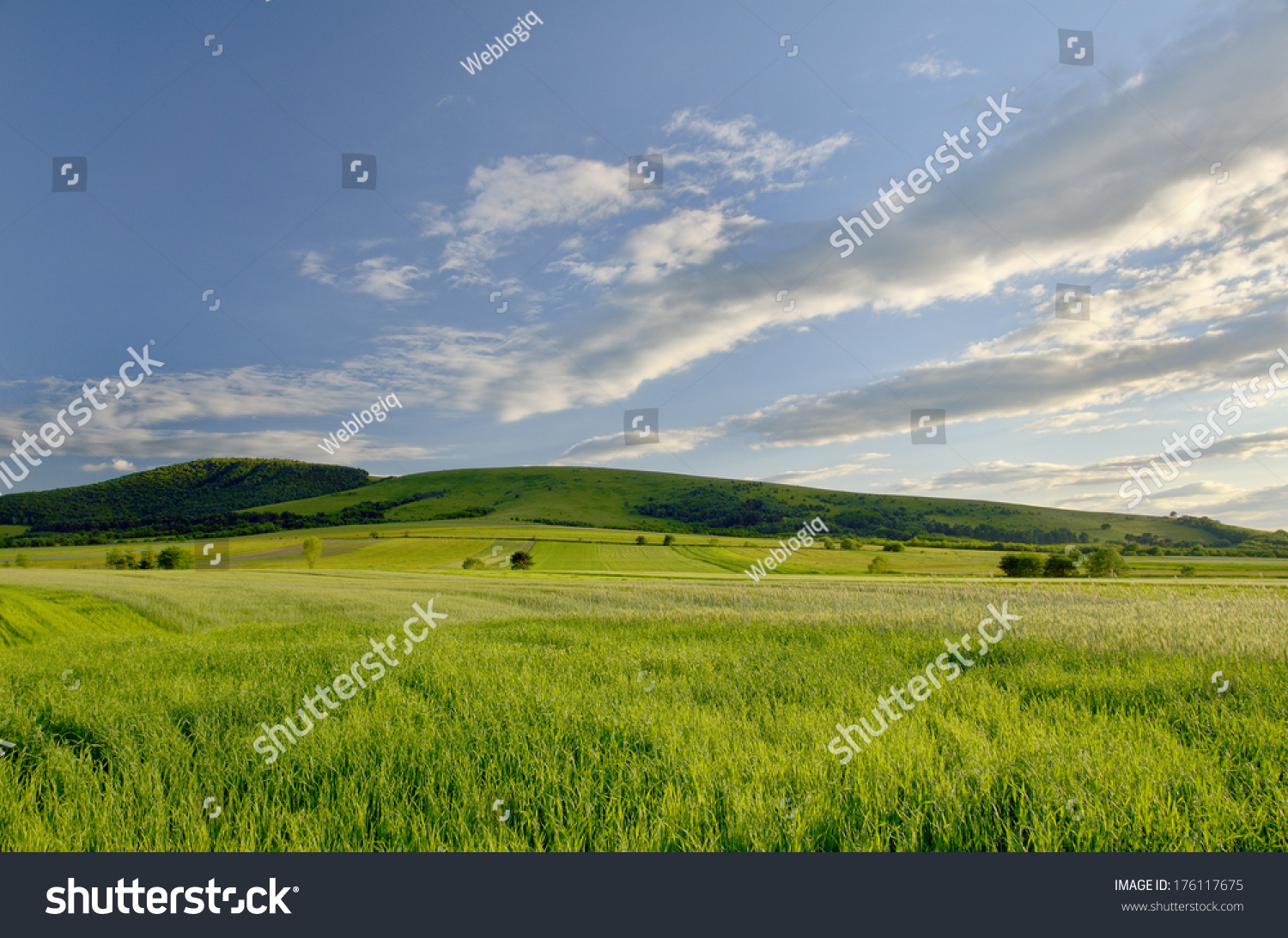 Green field  and bright blue sky #176117675