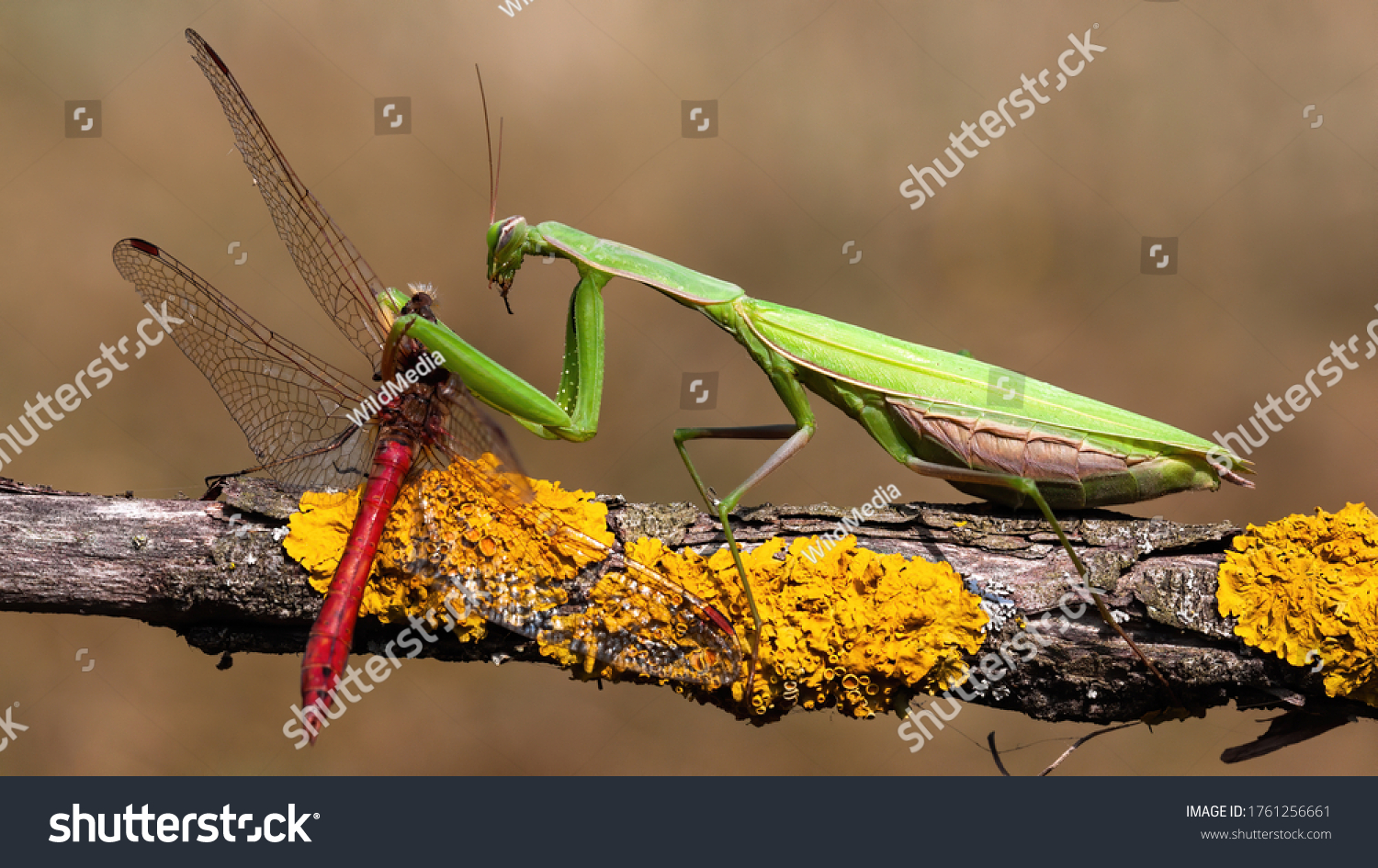 Green european mantis, mantis religiosa, feeding on red dragonfly in summer nature. Predator insect hunting on branch. Wild animal in natural environment. #1761256661