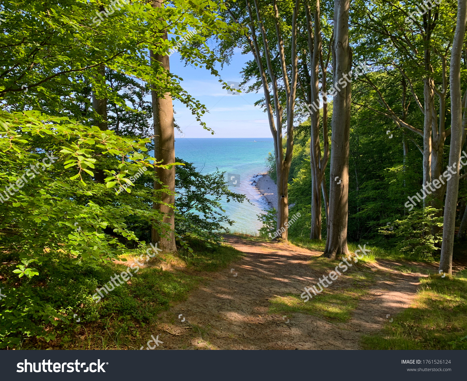 Beautiful park forest landscape with beech trees on the Baltic sea coast on resort island Ruegen, Germany #1761526124