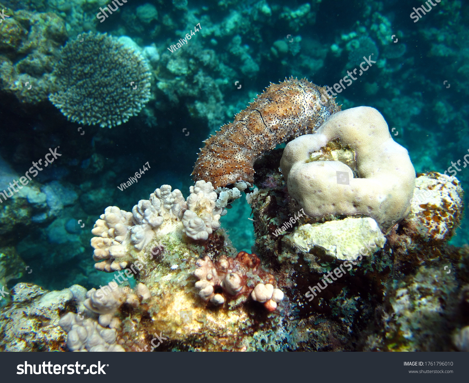 Graeffe's sea cucumber; Echinoderm - type Echinoderm; Holothuria - Holothuridea; Holoturids - Holothuriidae; Graffe's sea cucumber. #1761796010