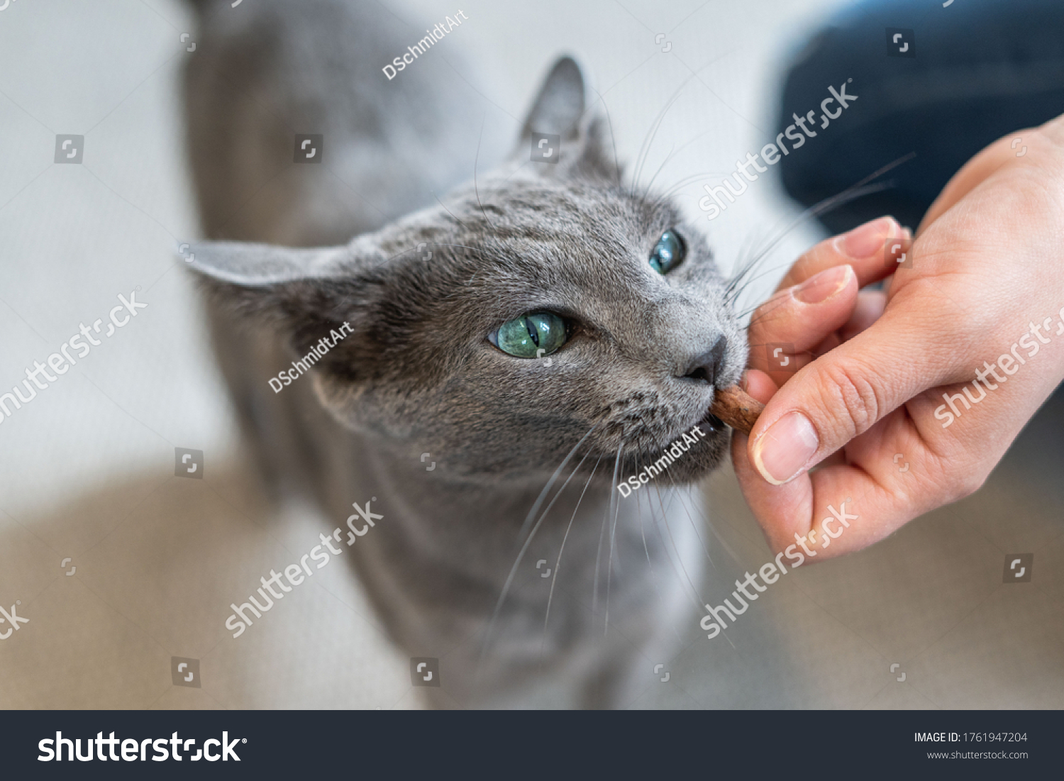 Hungry Russian blue cat gets a treats #1761947204